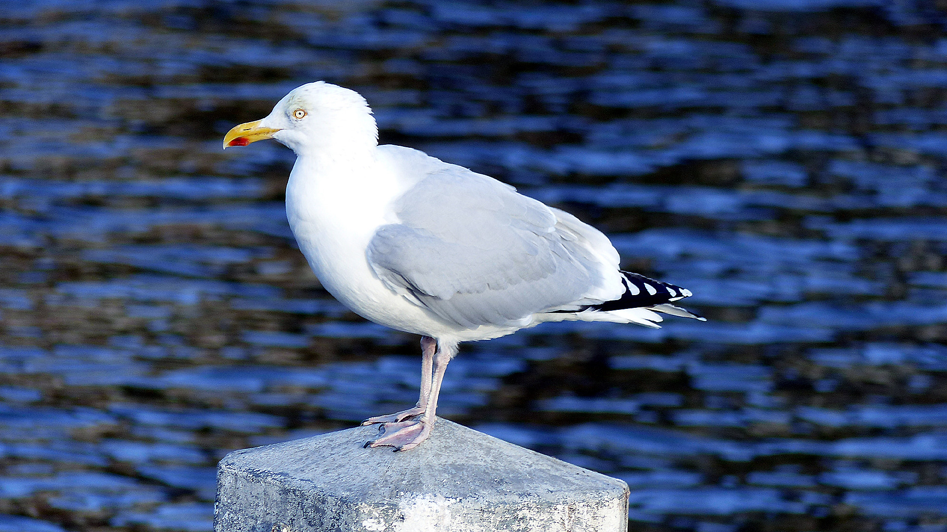 Fonds d'cran Animaux Oiseaux - Mouettes et Golands Goéland, pétrifié par le froid ? (décembre 2021)