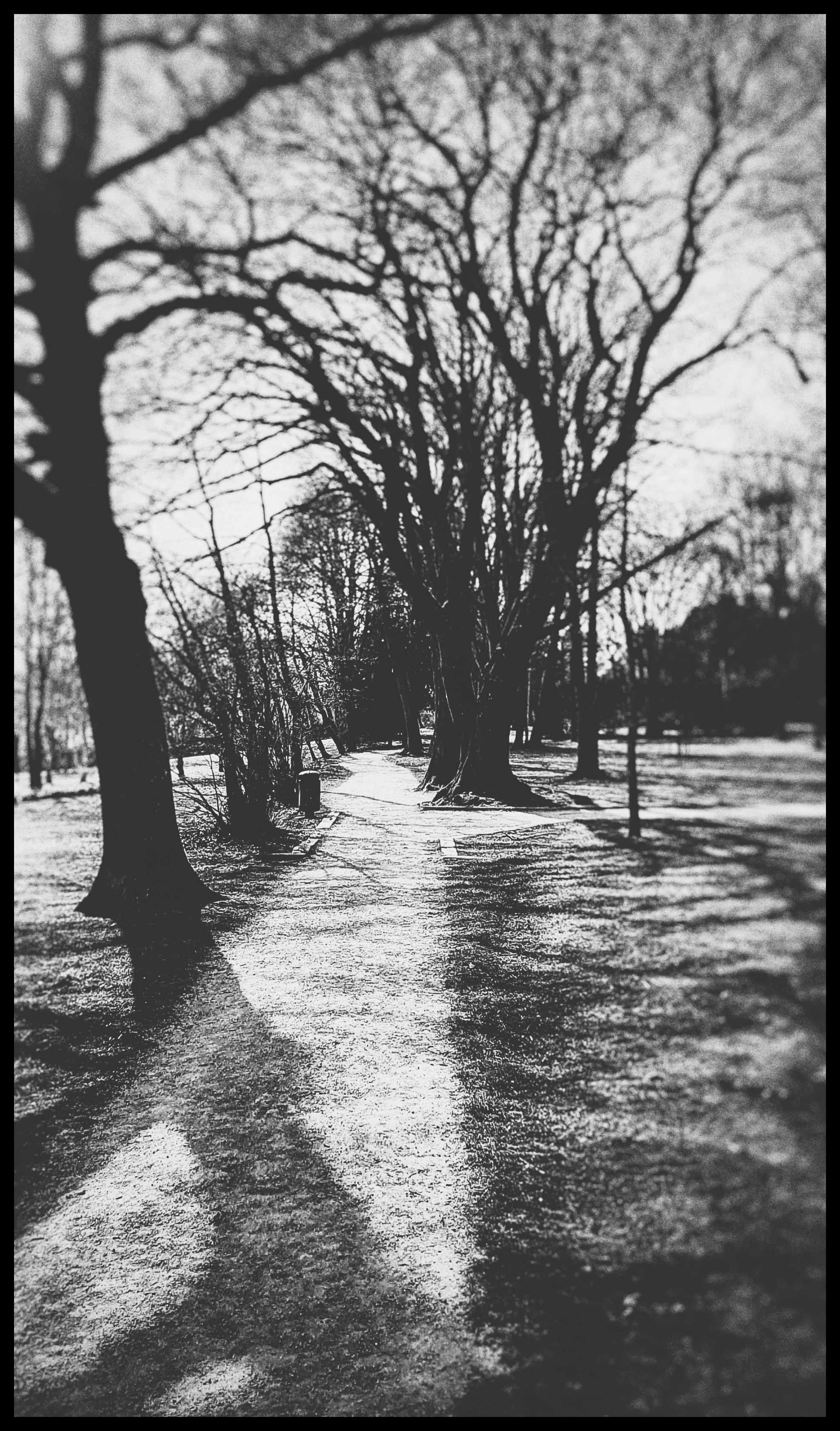 Fonds d'cran Nature Arbres - Forts 