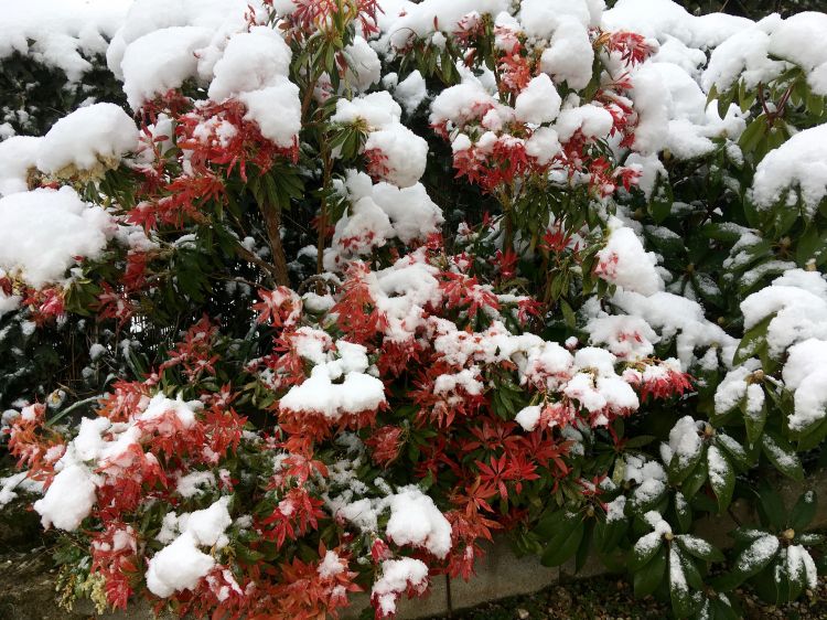 Fonds d'cran Nature Fleurs neige de printemps