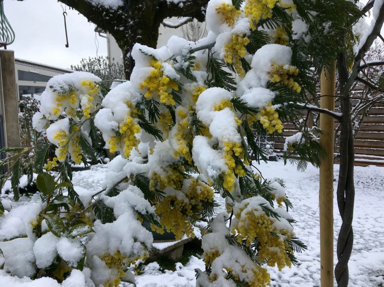 Fonds d'cran Nature Fleurs mimosa sous le neige