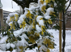  Nature mimosa sous le neige