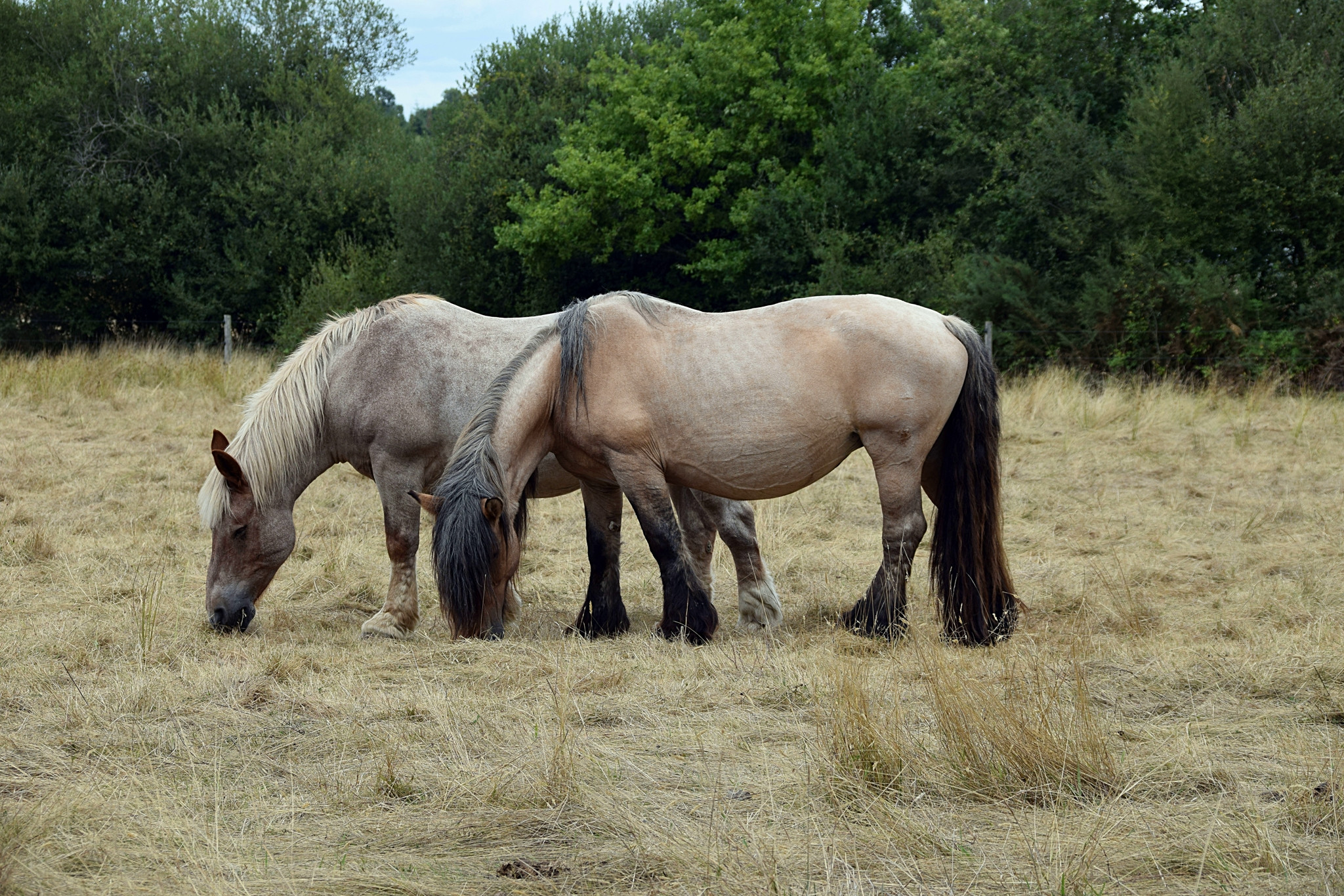 Fonds d'cran Animaux Chevaux 