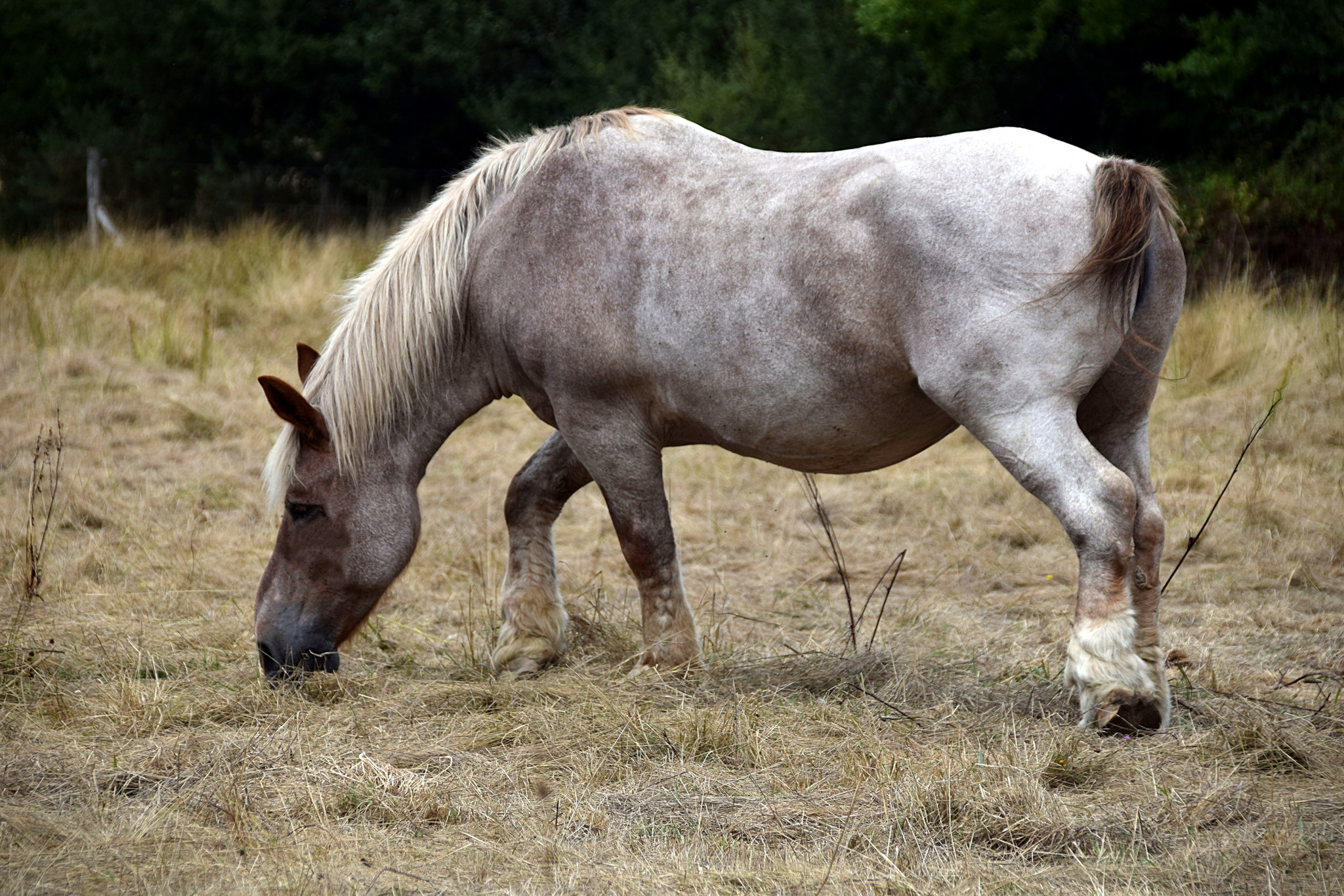 Fonds d'cran Animaux Chevaux 