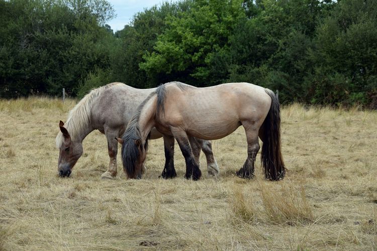 Fonds d'cran Animaux Chevaux Wallpaper N486373