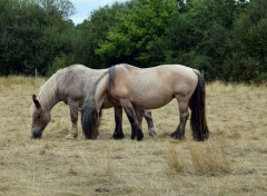  Animaux Image sans titre N486373