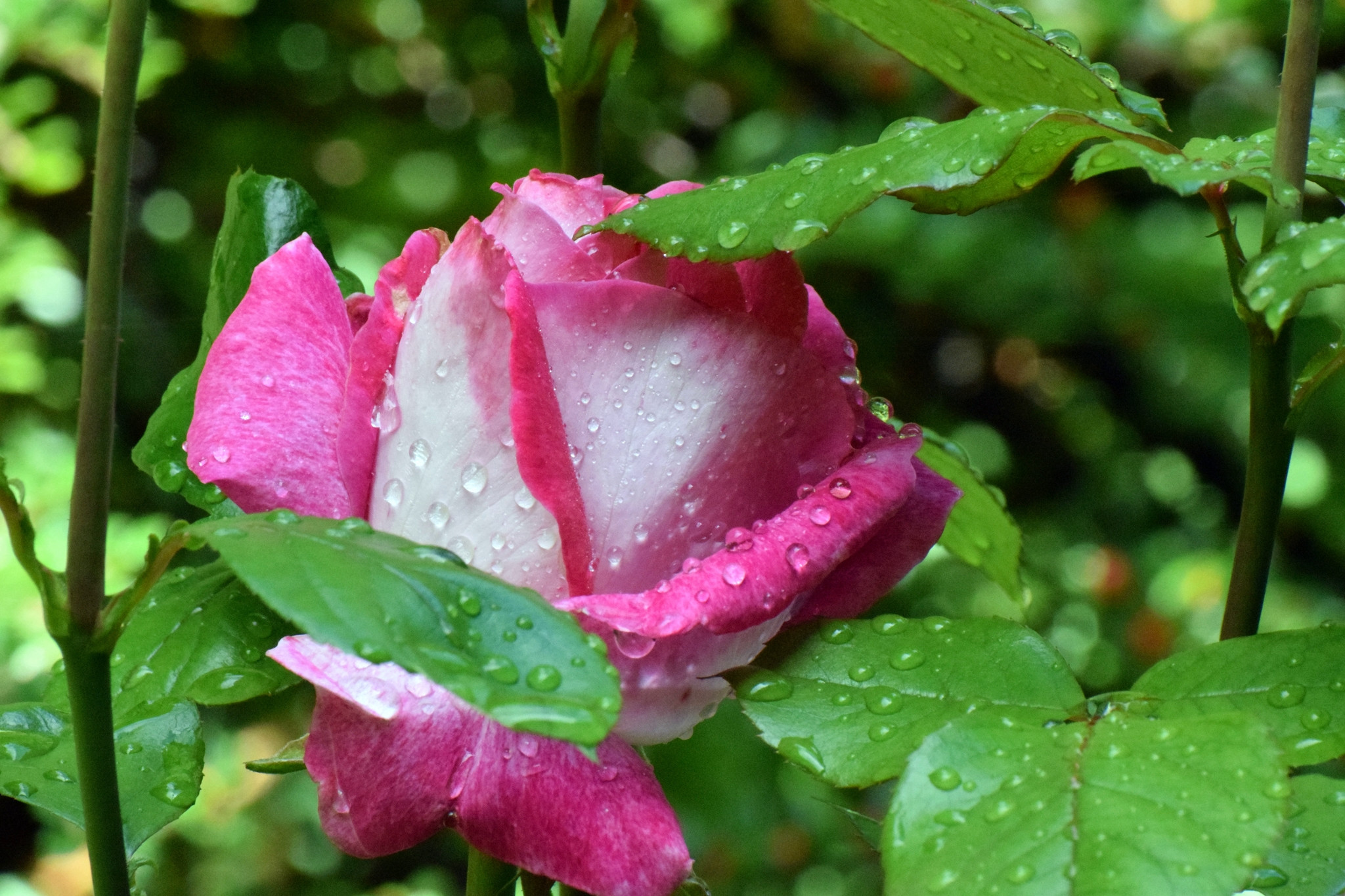 Fonds d'cran Nature Fleurs 