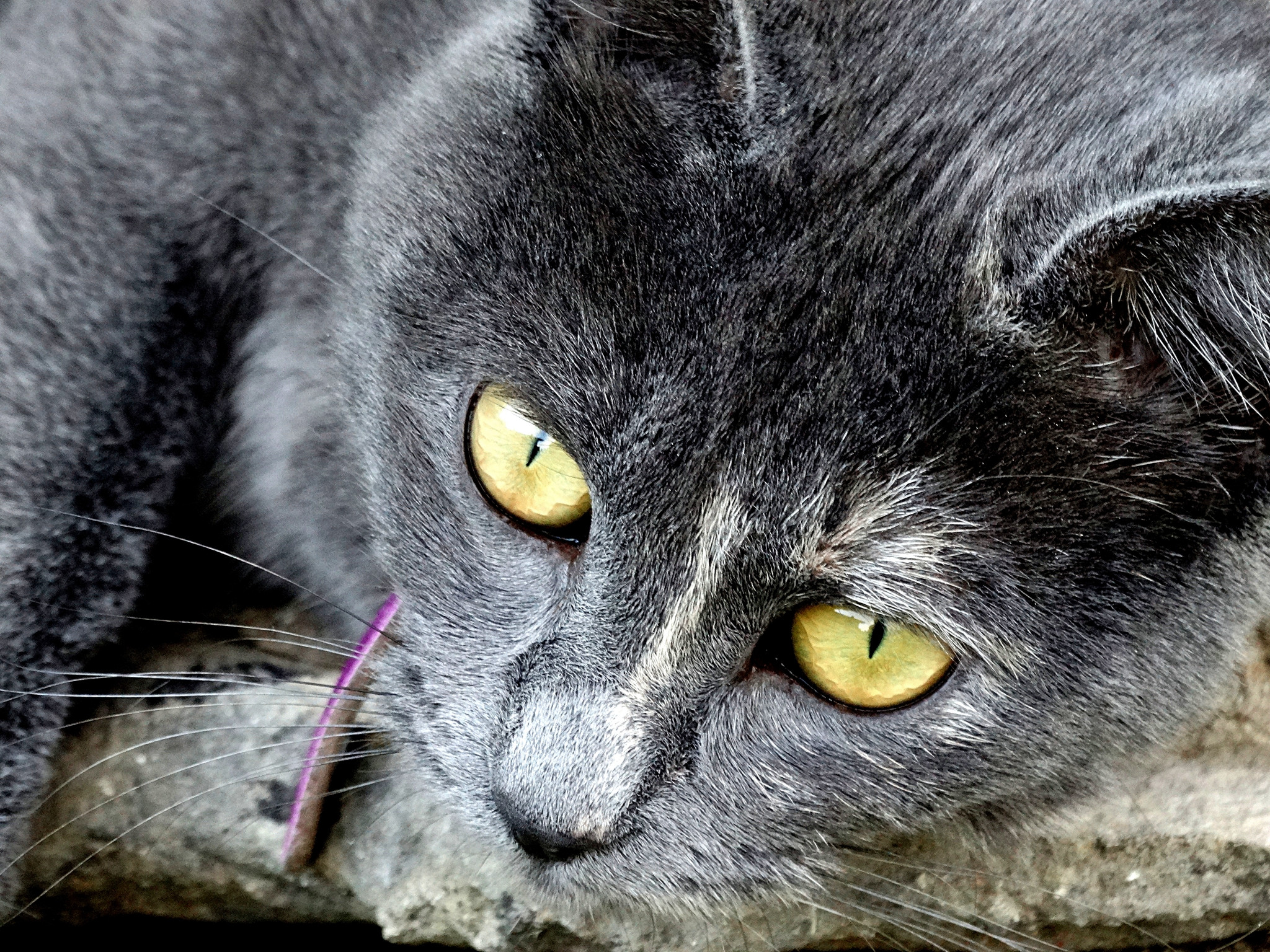 Fonds d'cran Animaux Chats - Chatons 