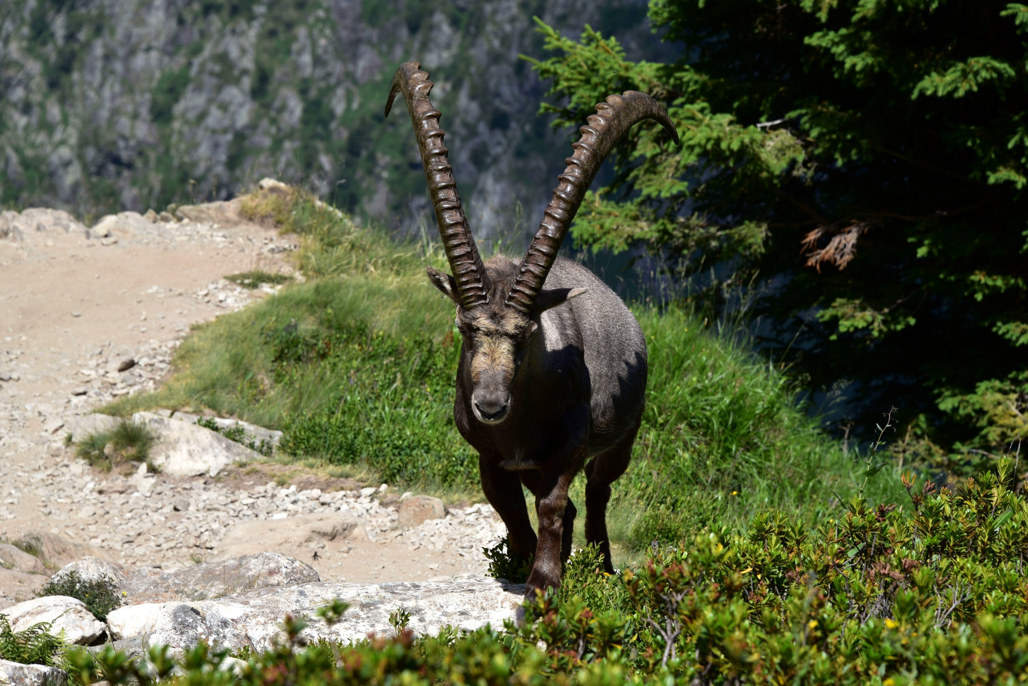 Wallpapers Animals Ibex 