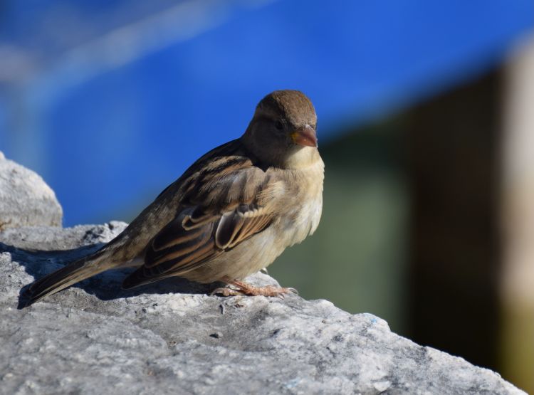 Fonds d'cran Animaux Oiseaux - Moineaux Wallpaper N486502