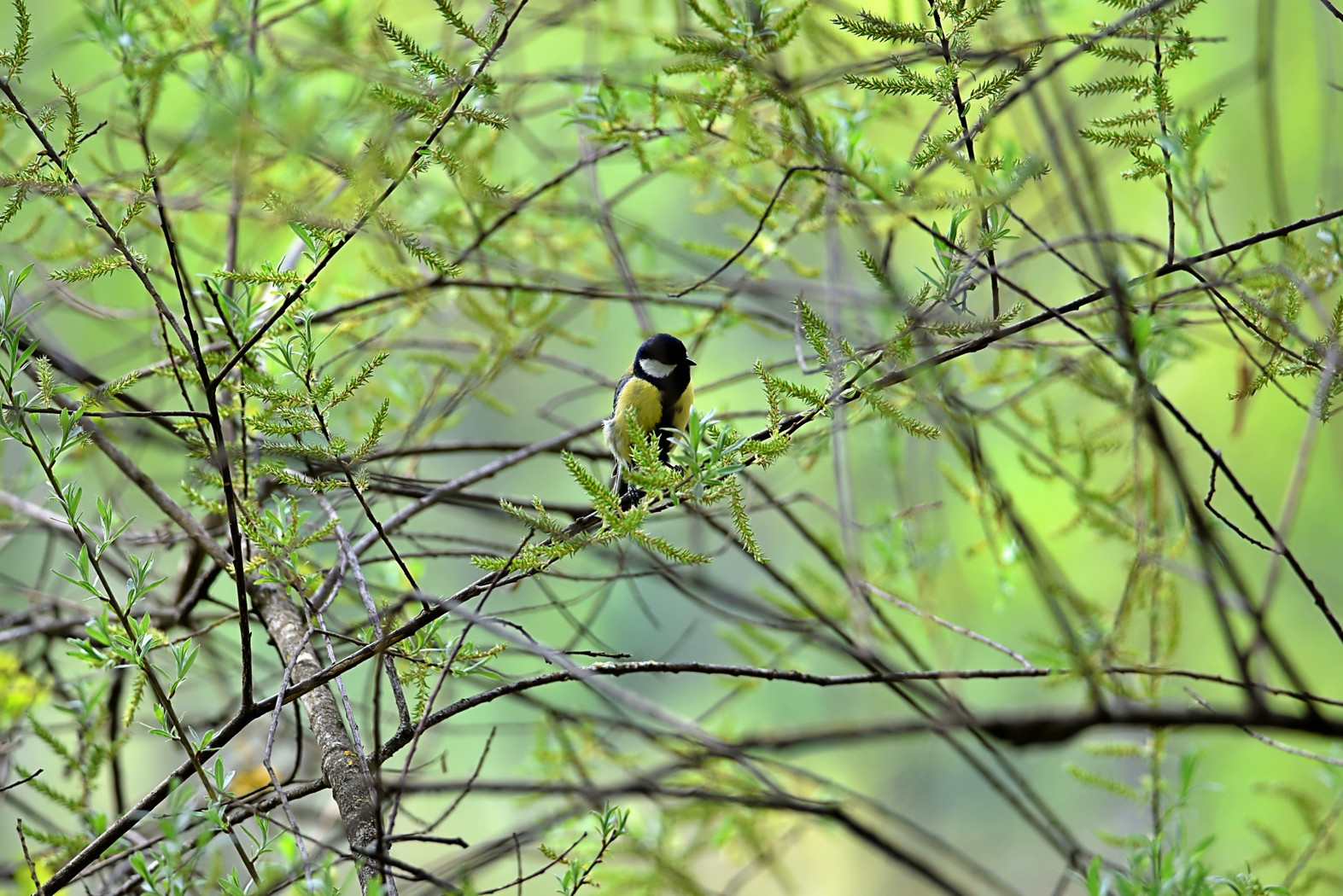 Wallpapers Animals Birds - Chickadees 