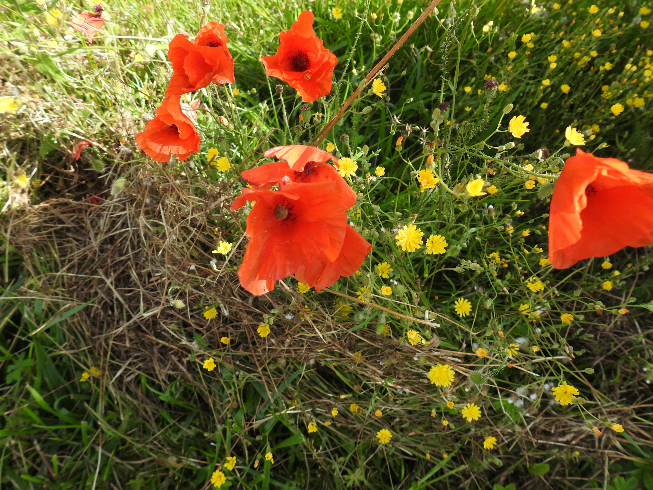 Wallpapers Nature Flowers nature juillet 2021