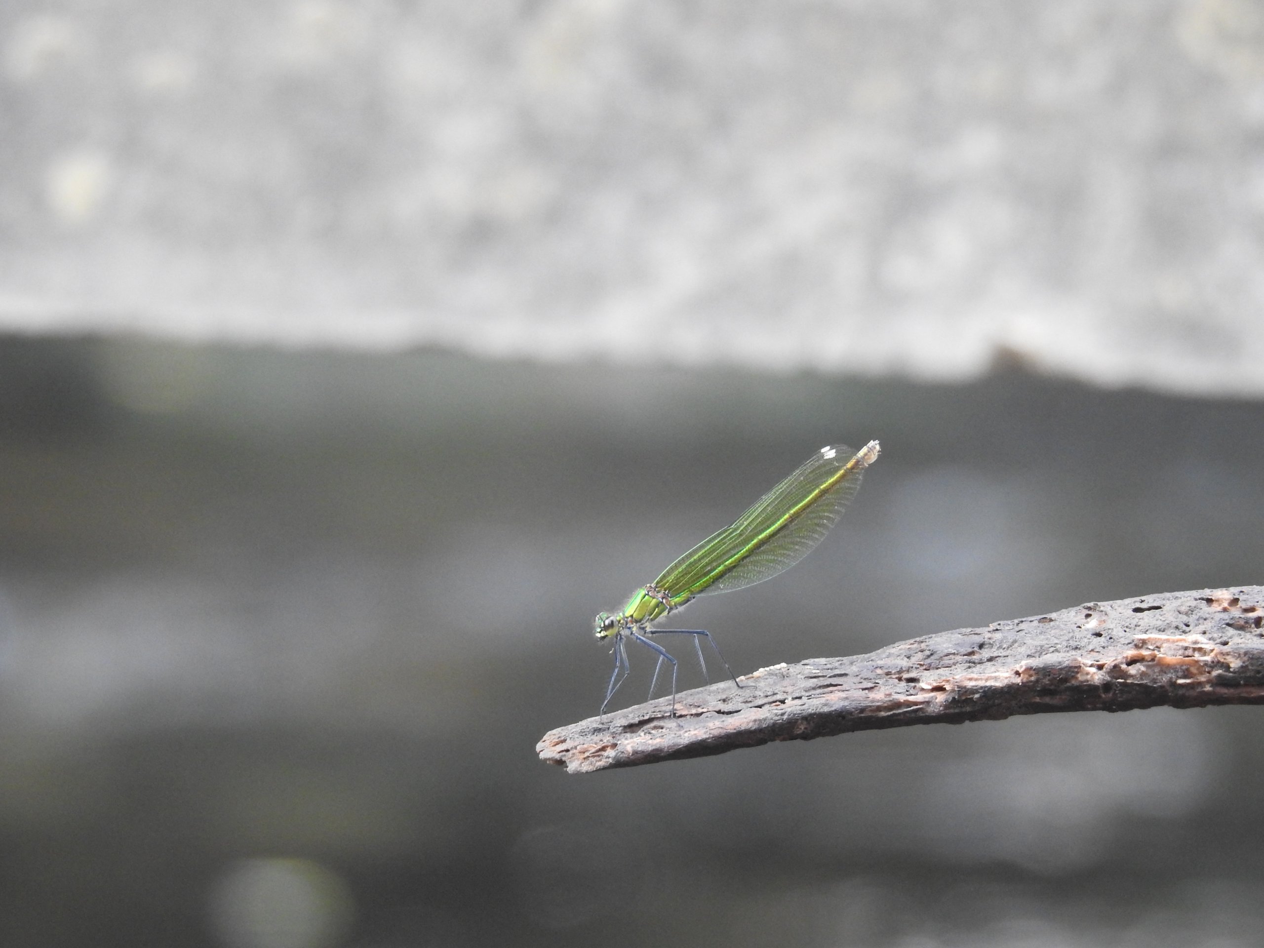 Fonds d'cran Animaux Insectes - Libellules nature juillet 2021