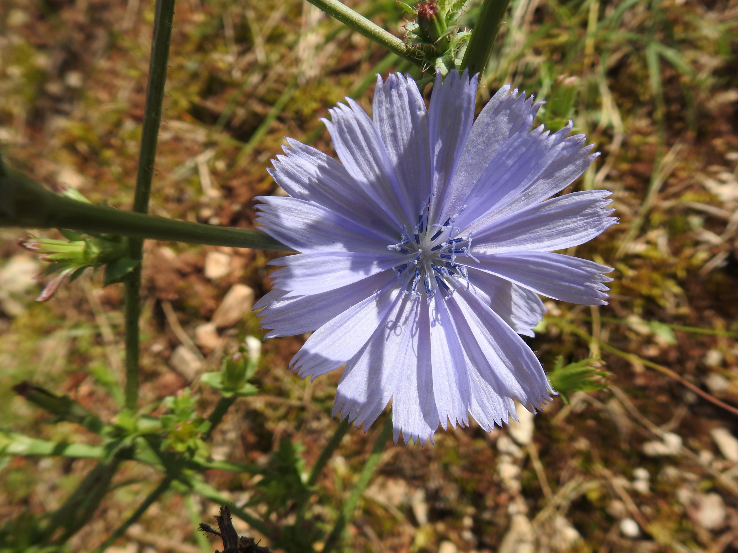 Fonds d'cran Nature Fleurs nature juillet 2021