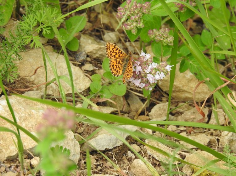 Fonds d'cran Animaux Insectes - Papillons nature juillet 2021