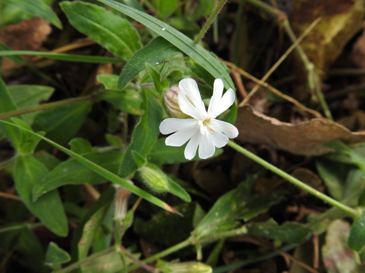 Fonds d'cran Nature Fleurs nature juillet 2021