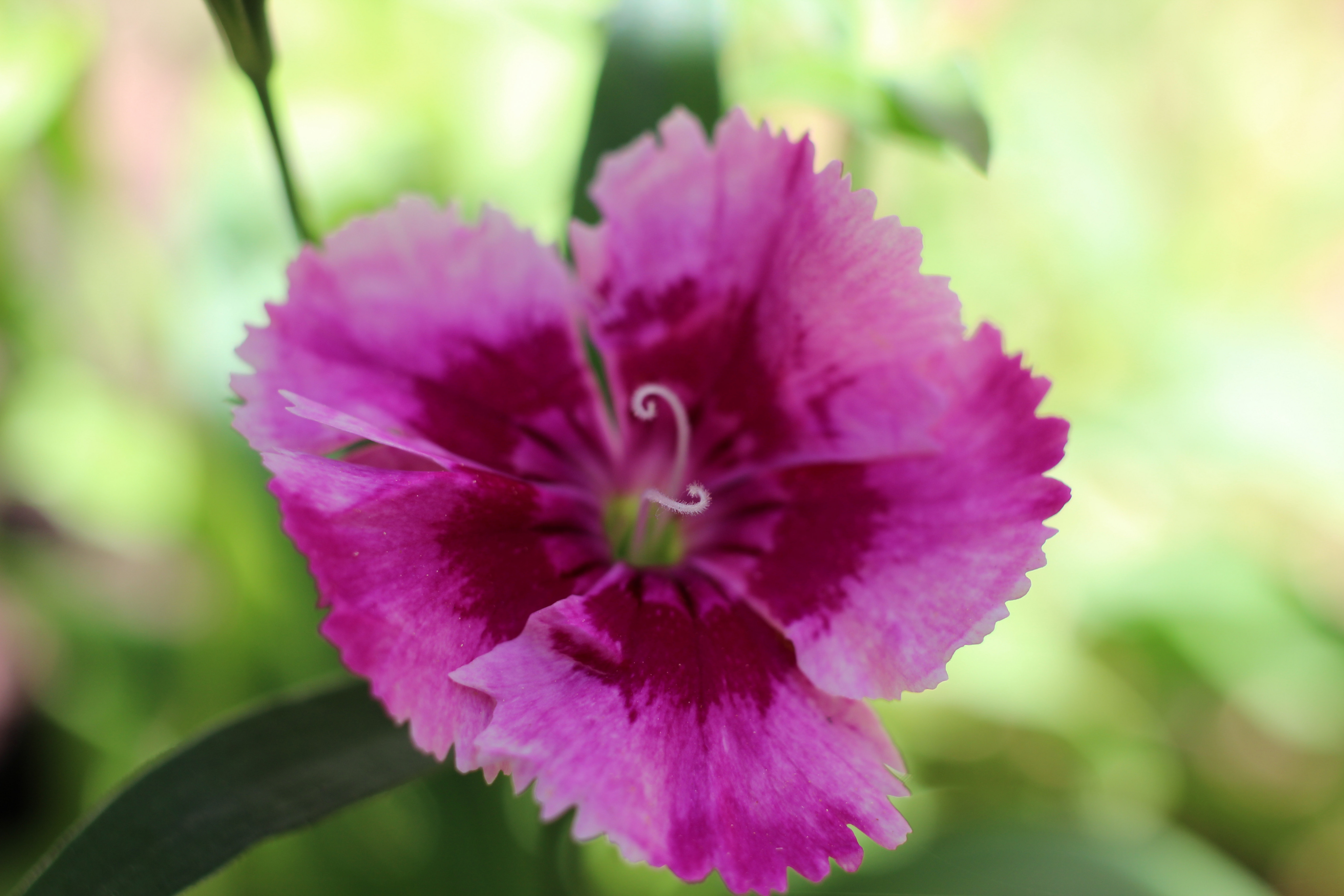 Fonds d'cran Nature Fleurs Fleur de jardin