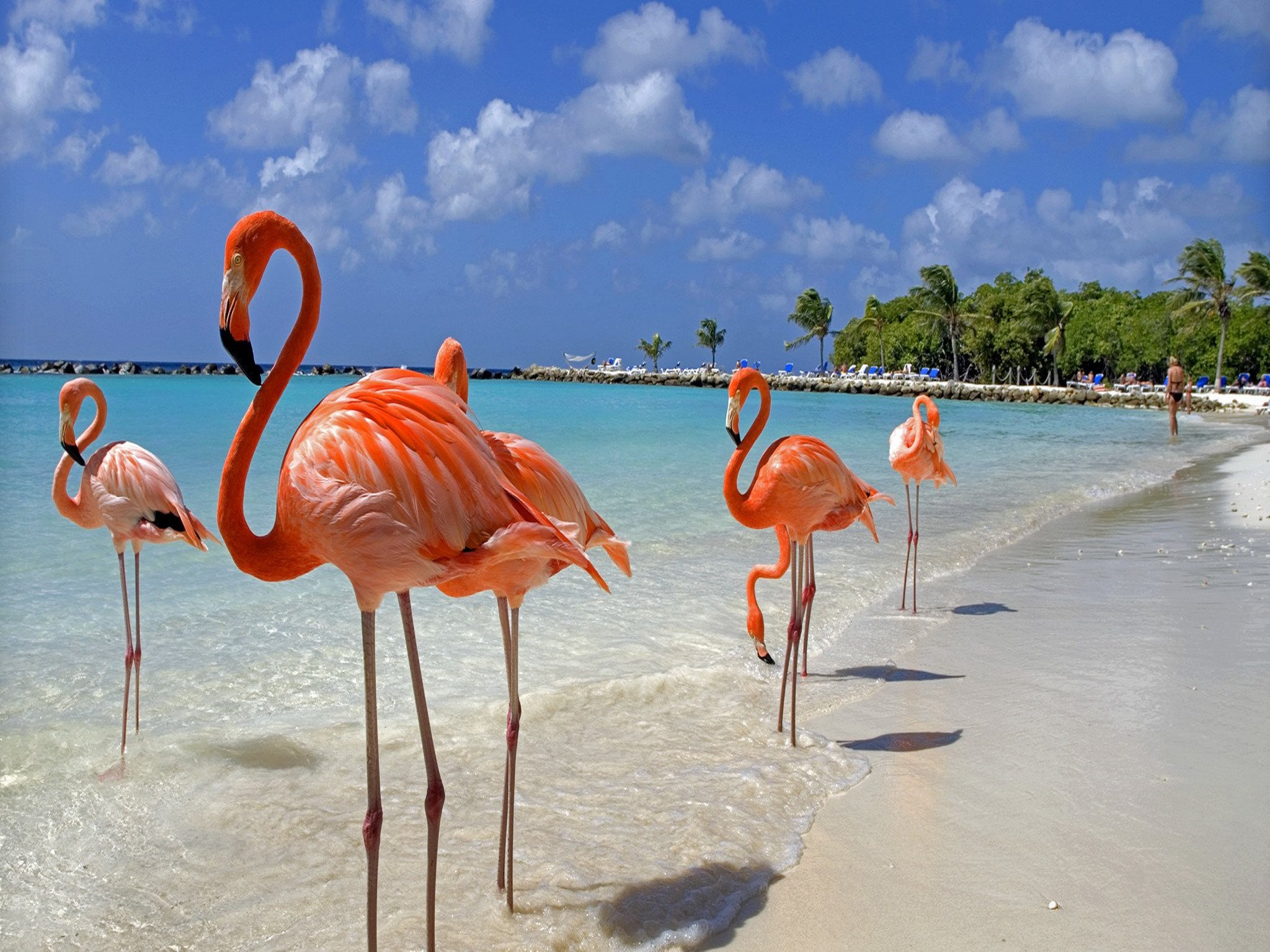 Fonds d'cran Animaux Oiseaux - Flamands roses Très beaux Flamands roses