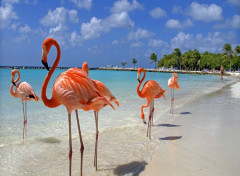  Animaux Très beaux Flamands roses