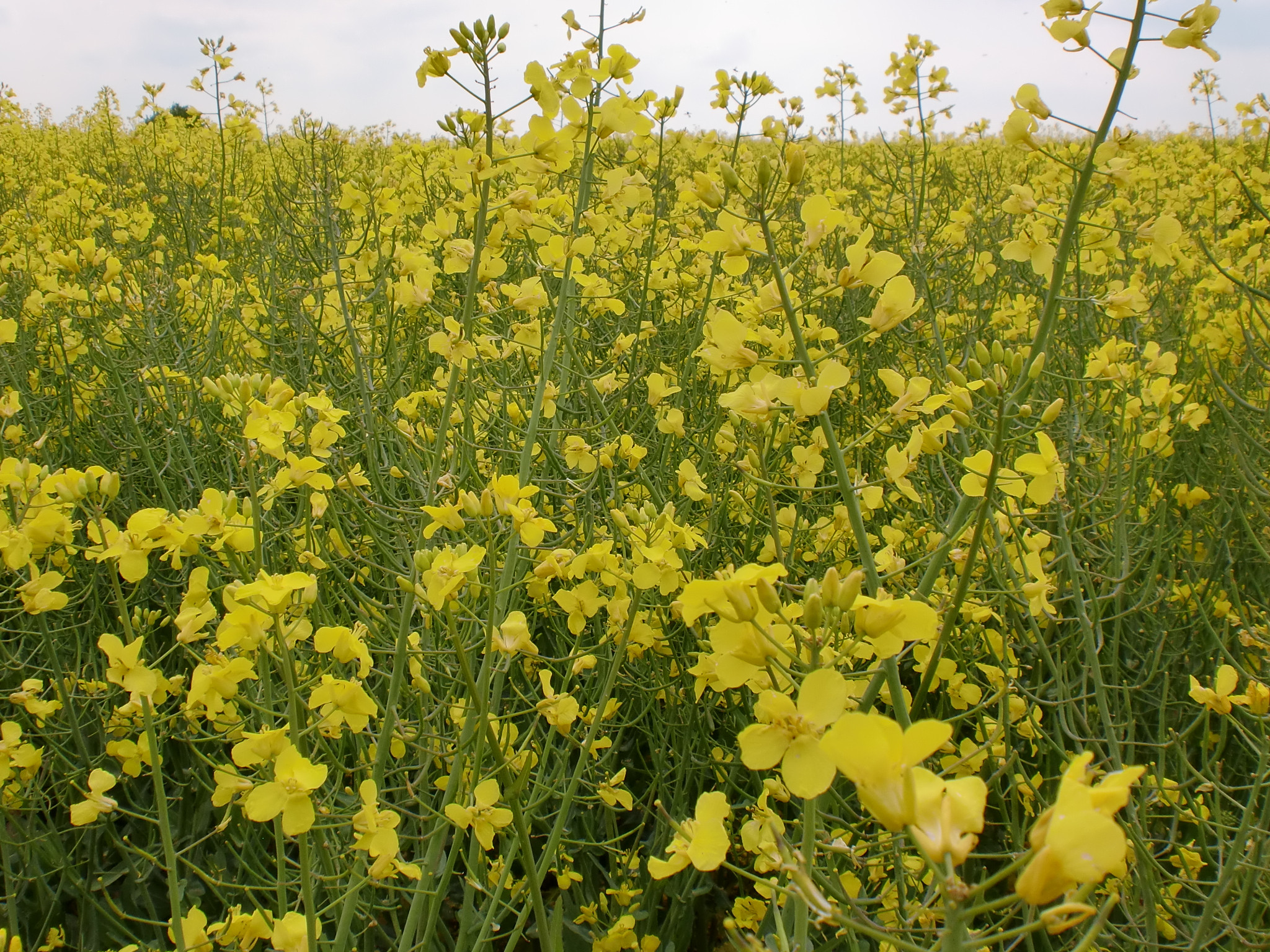 Fonds d'cran Nature Champs - Prairies Un air de colza....