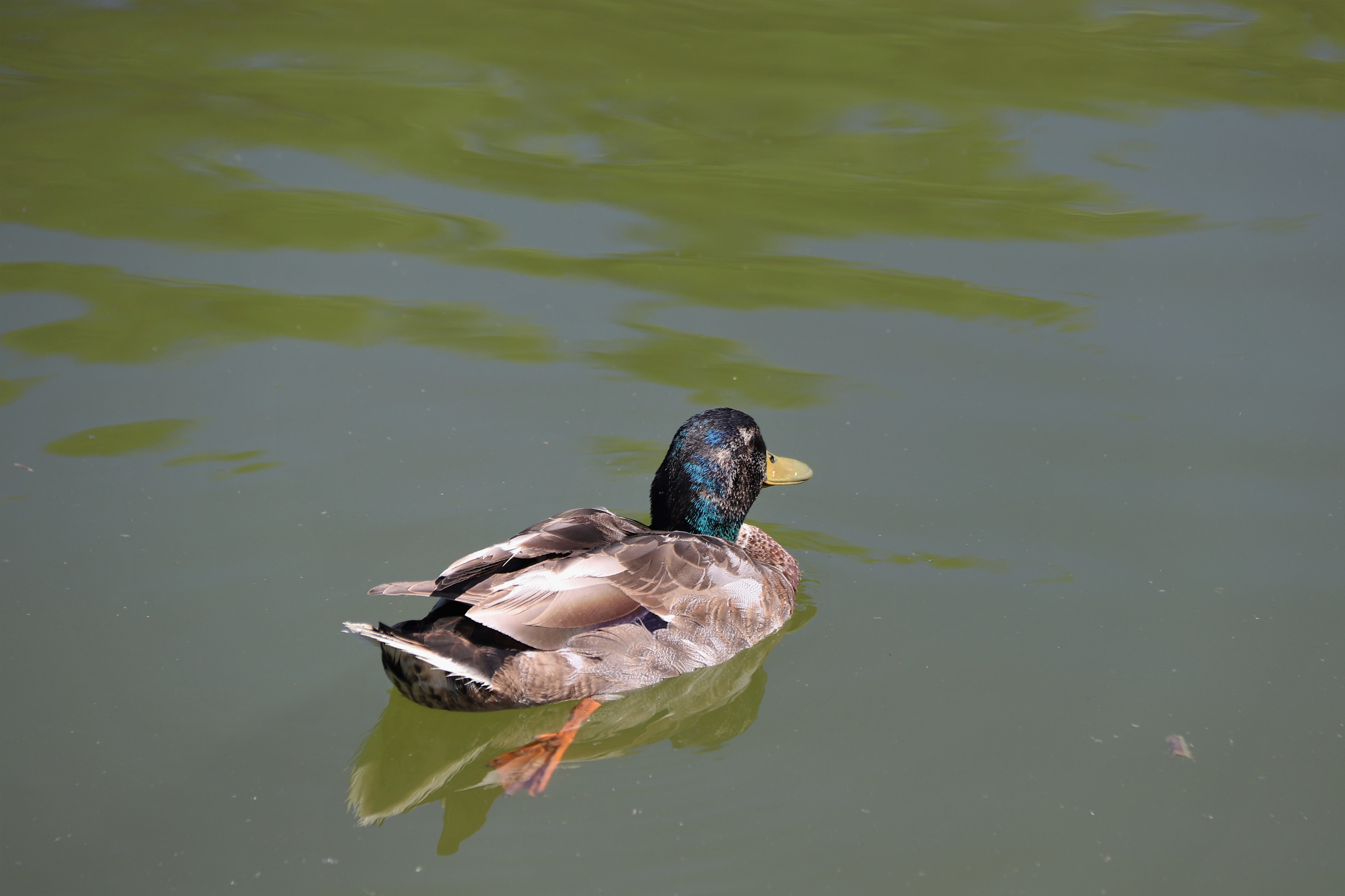 Fonds d'cran Animaux Oiseaux - Canards Canard