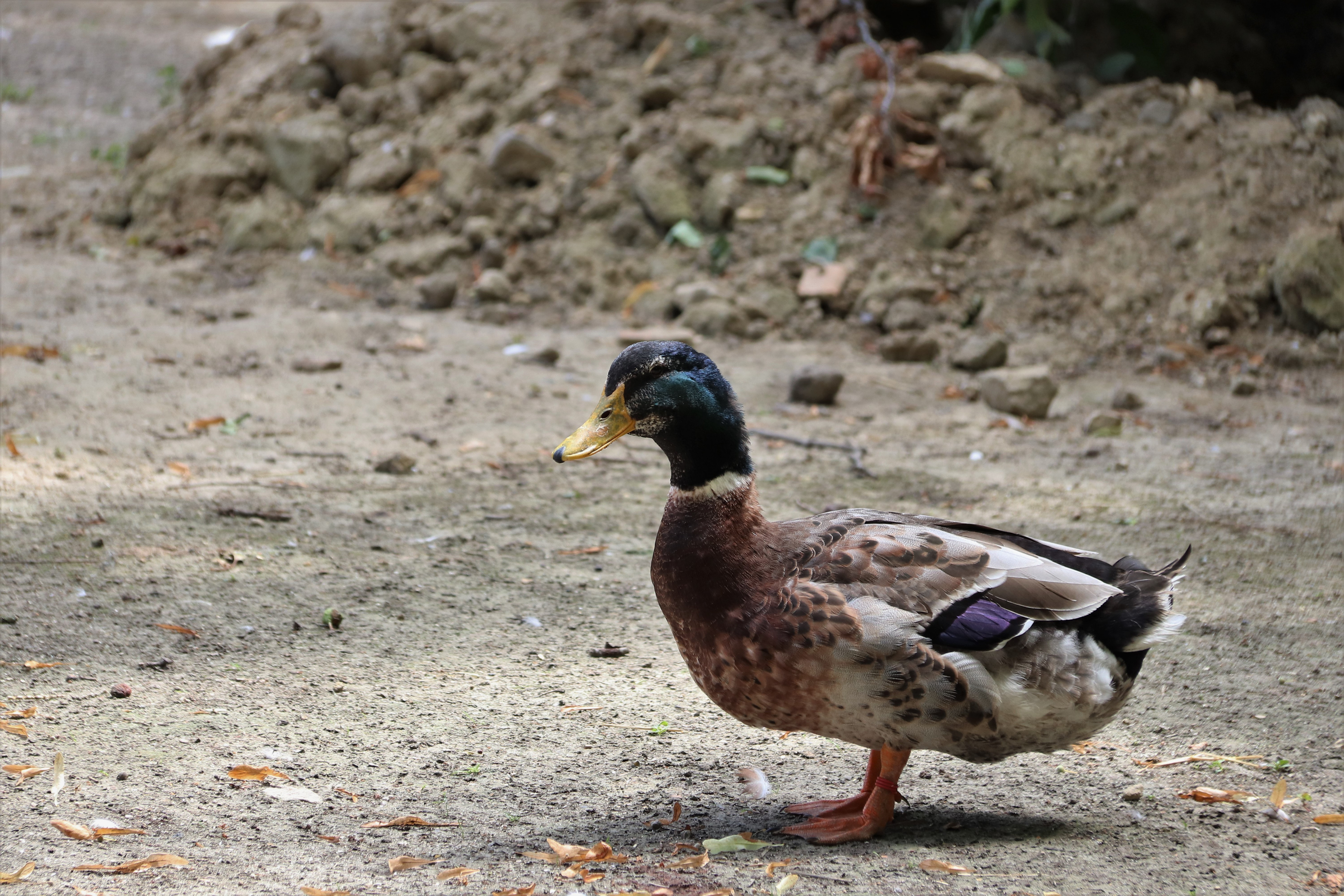 Fonds d'cran Animaux Oiseaux - Canards Colvert