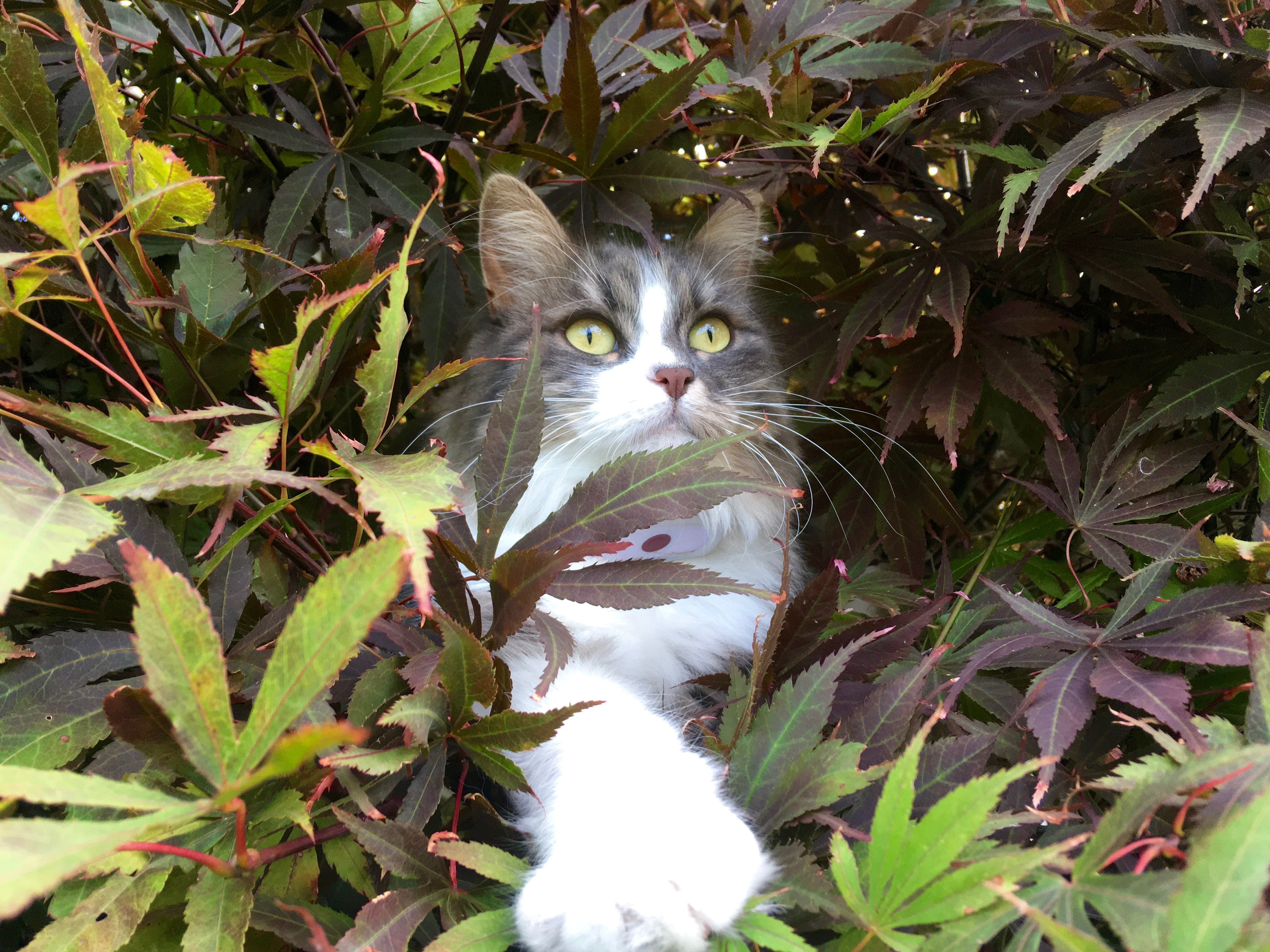 Fonds d'cran Animaux Chats - Chatons Ma Pompon nette