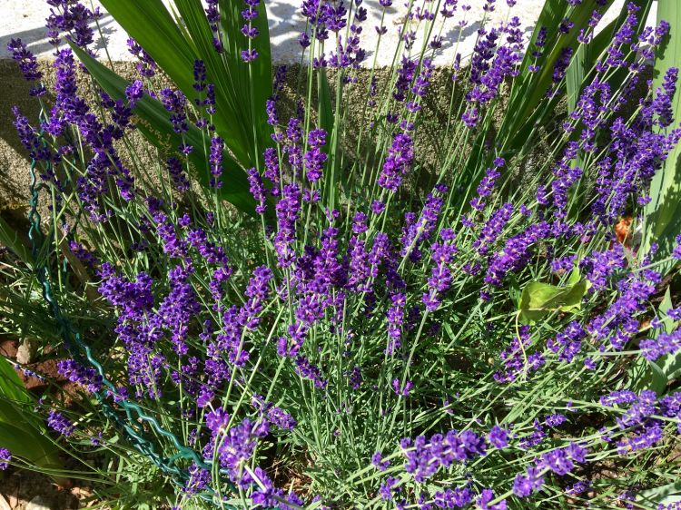 Fonds d'cran Nature Fleurs senteur de lavande