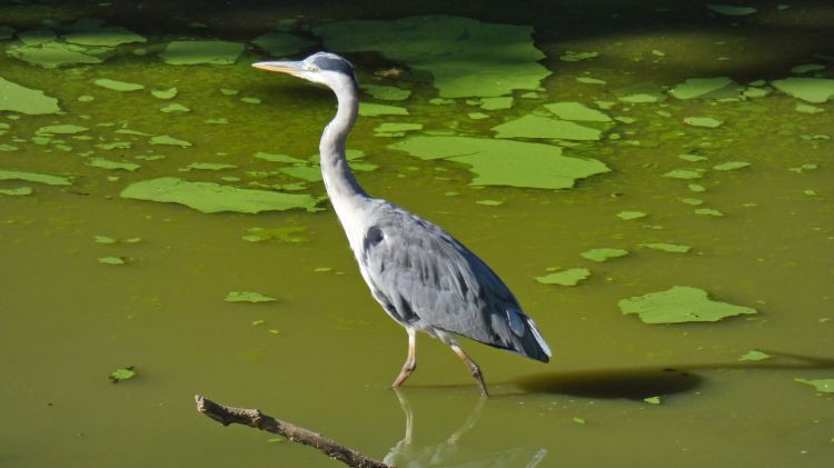 Fonds d'cran Animaux Oiseaux - Hrons Le héron cendré