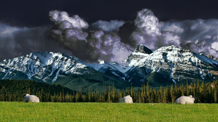 Wallpapers Digital Art Nature - Mountains trois moutons en montagne