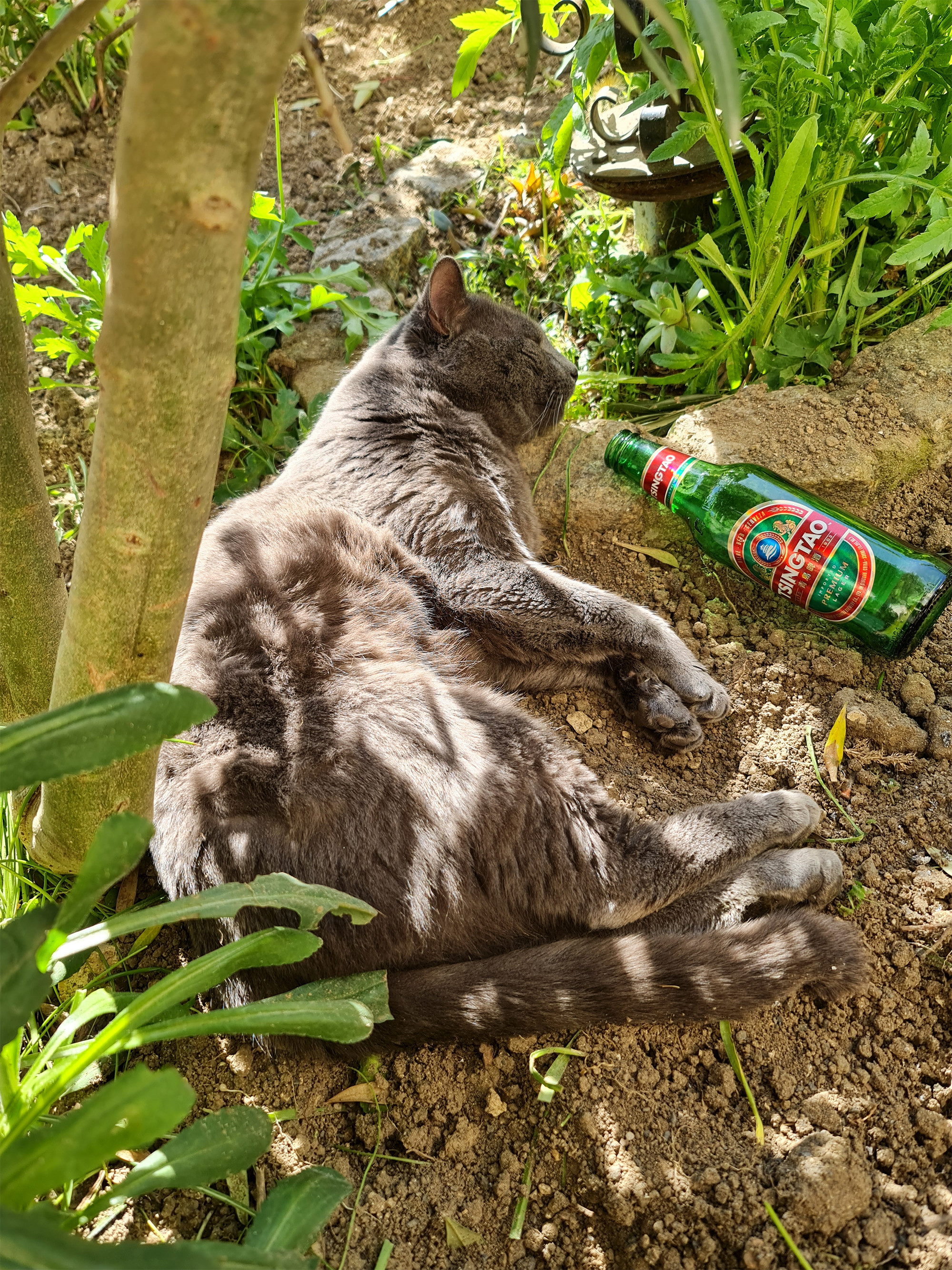 Fonds d'cran Animaux Chats - Chatons 