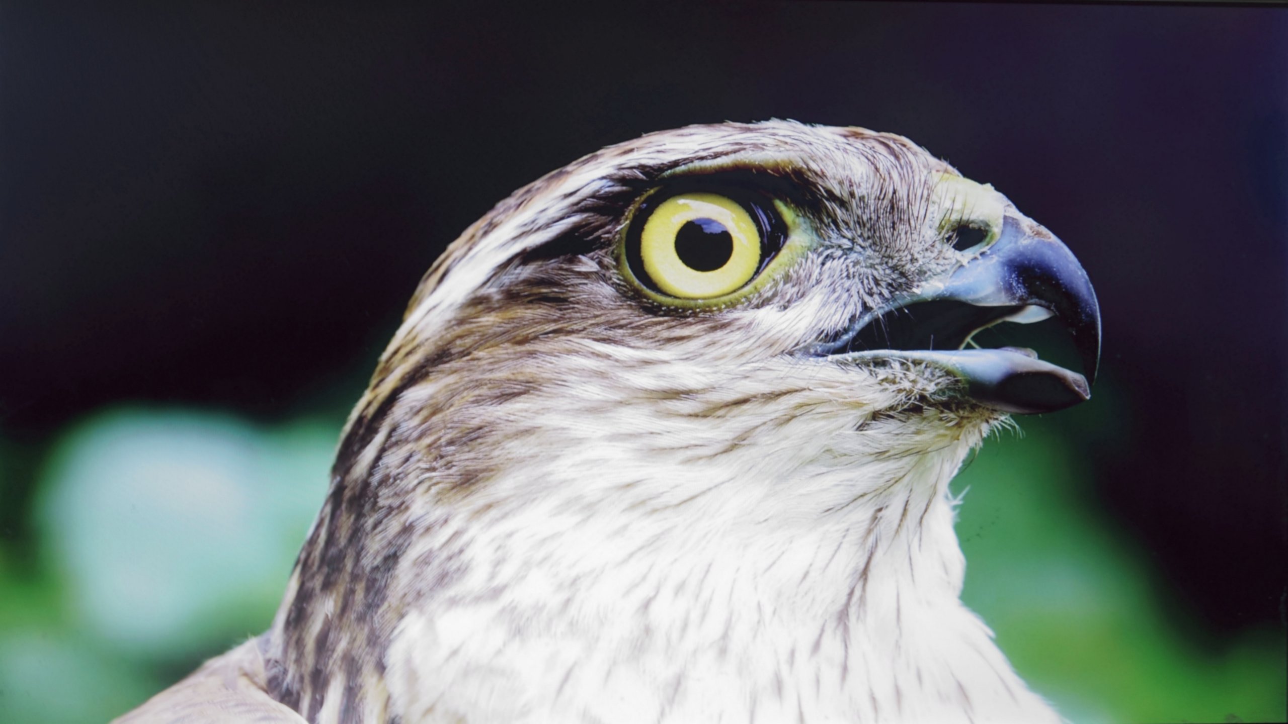 Fonds d'cran Animaux Oiseaux - Rapaces divers 