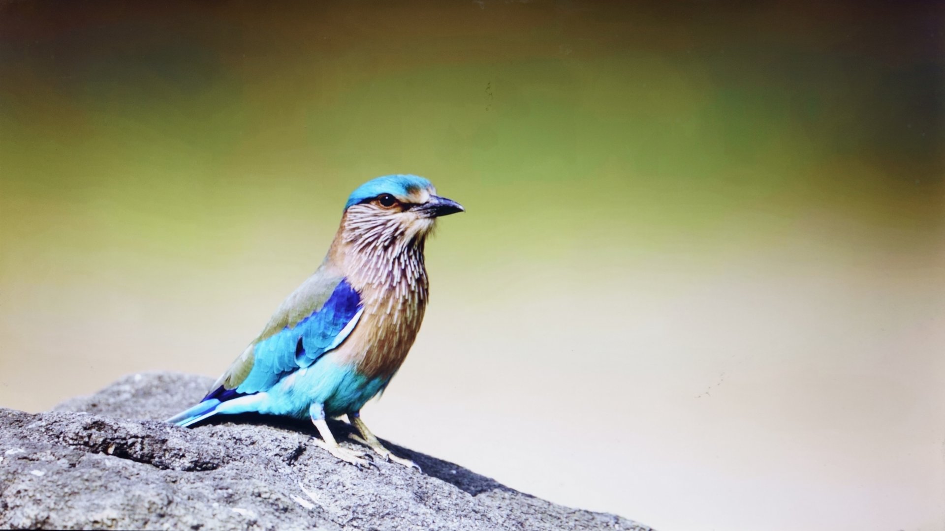 Fonds d'cran Animaux Oiseaux - Divers 