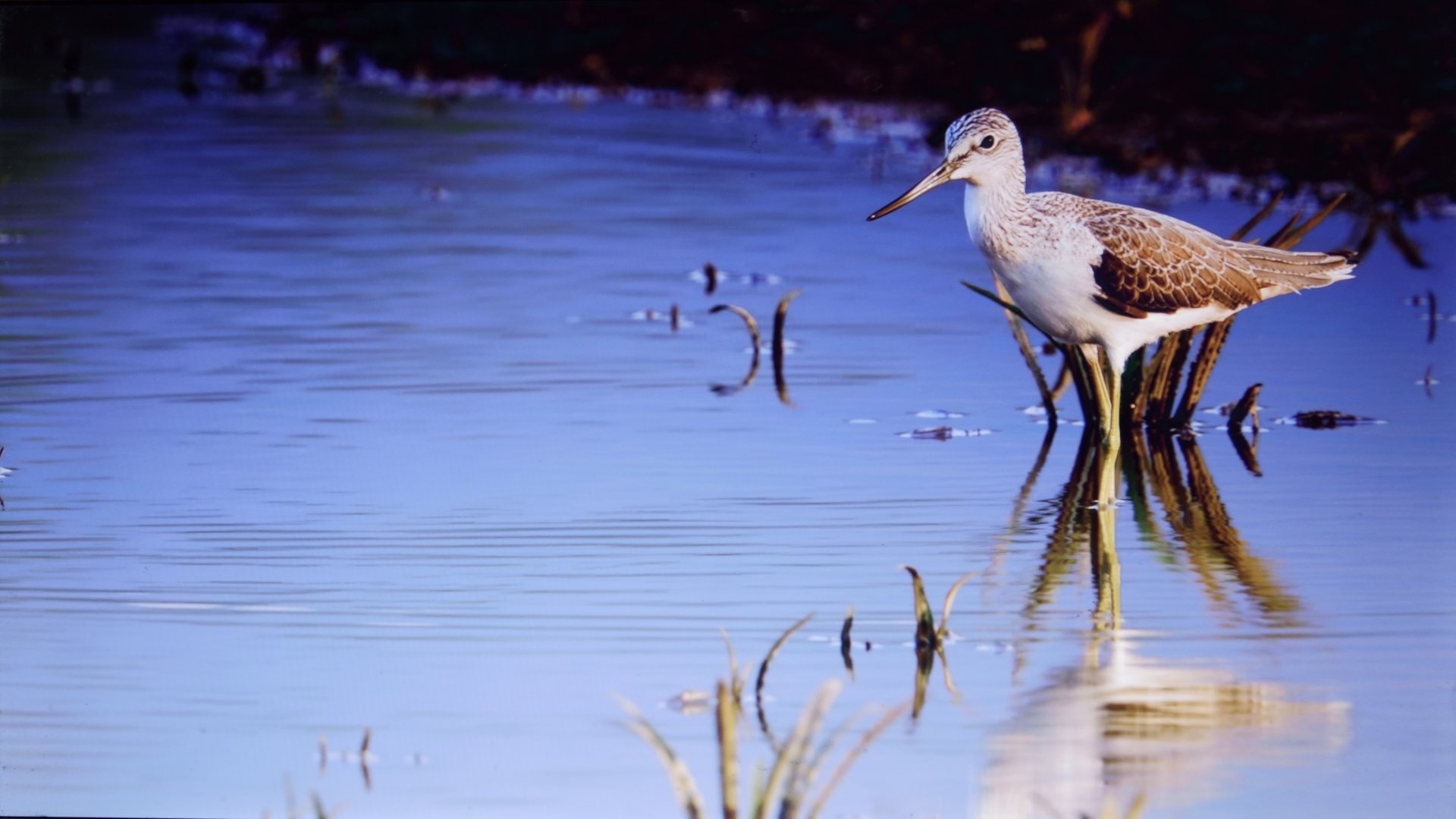 Fonds d'cran Animaux Oiseaux - Divers 