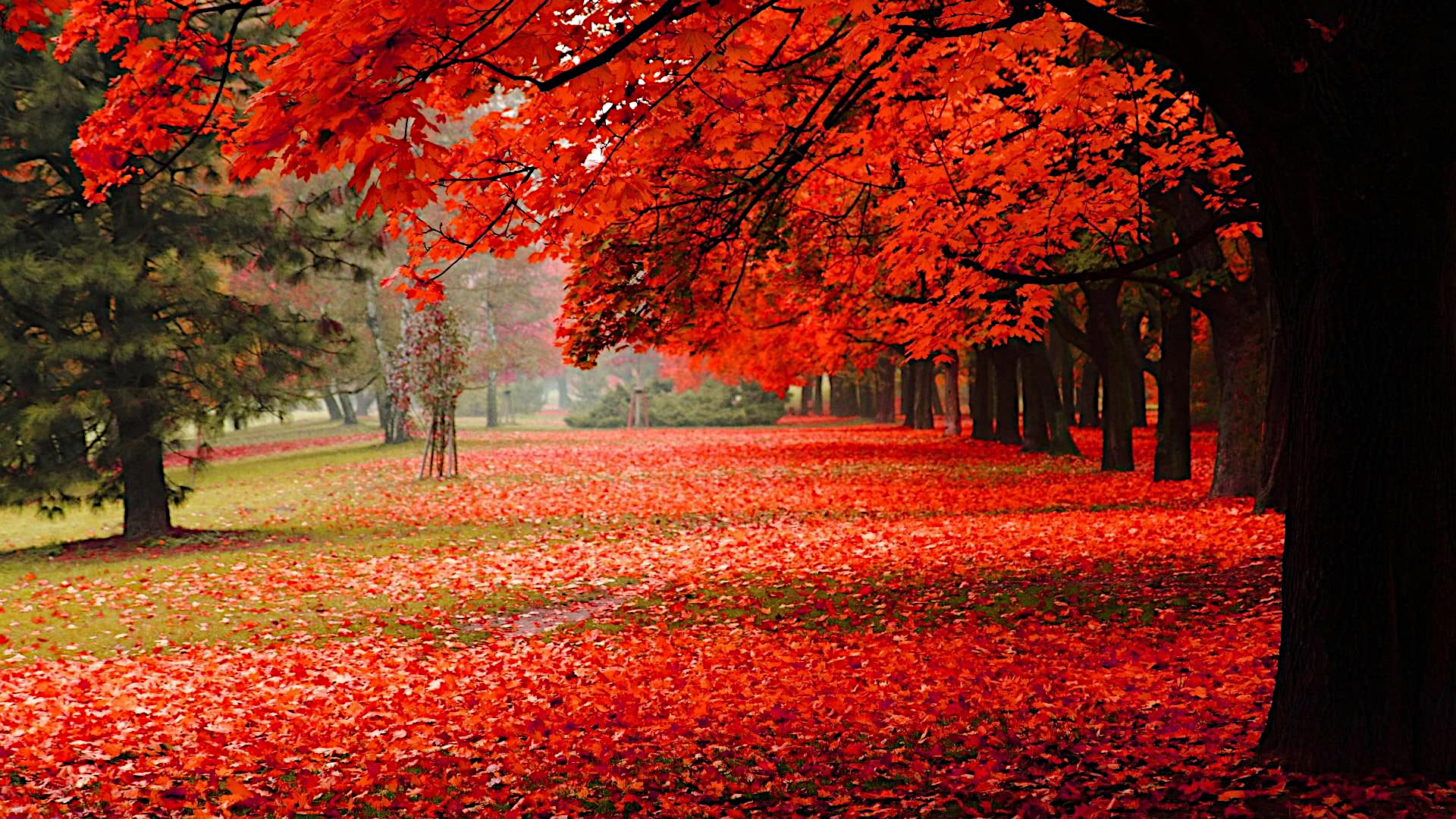 Fonds d'cran Nature Saisons - Automne 