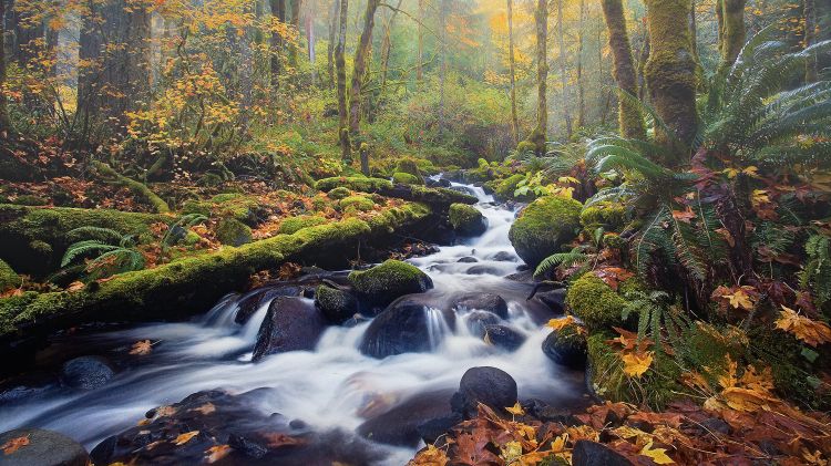 Wallpapers Nature Rivers - Torrents Rainforest Autumn 