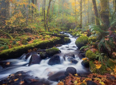  Nature Rainforest Autumn 