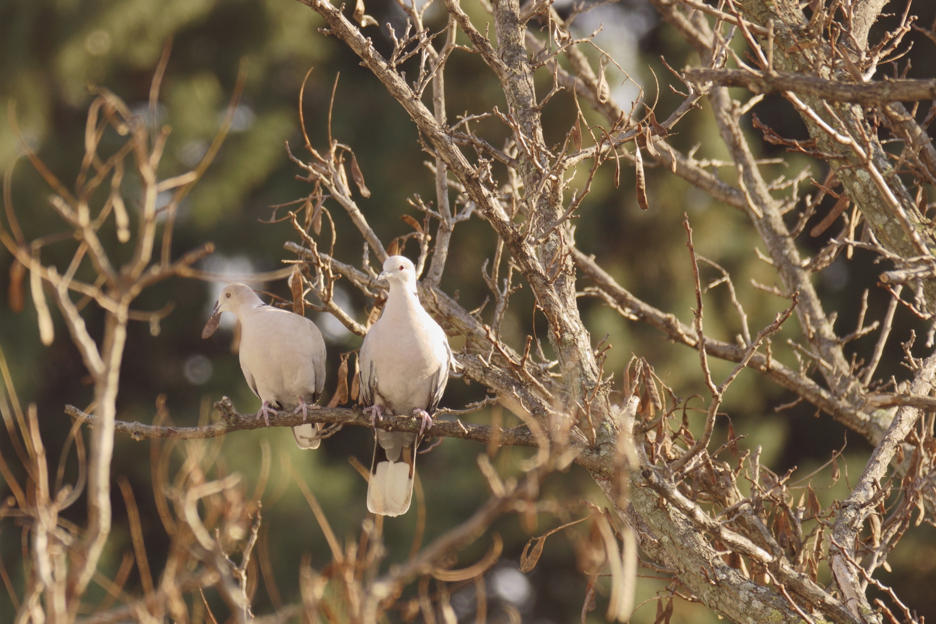 Wallpapers Animals Birds - Pigeons and Doves 