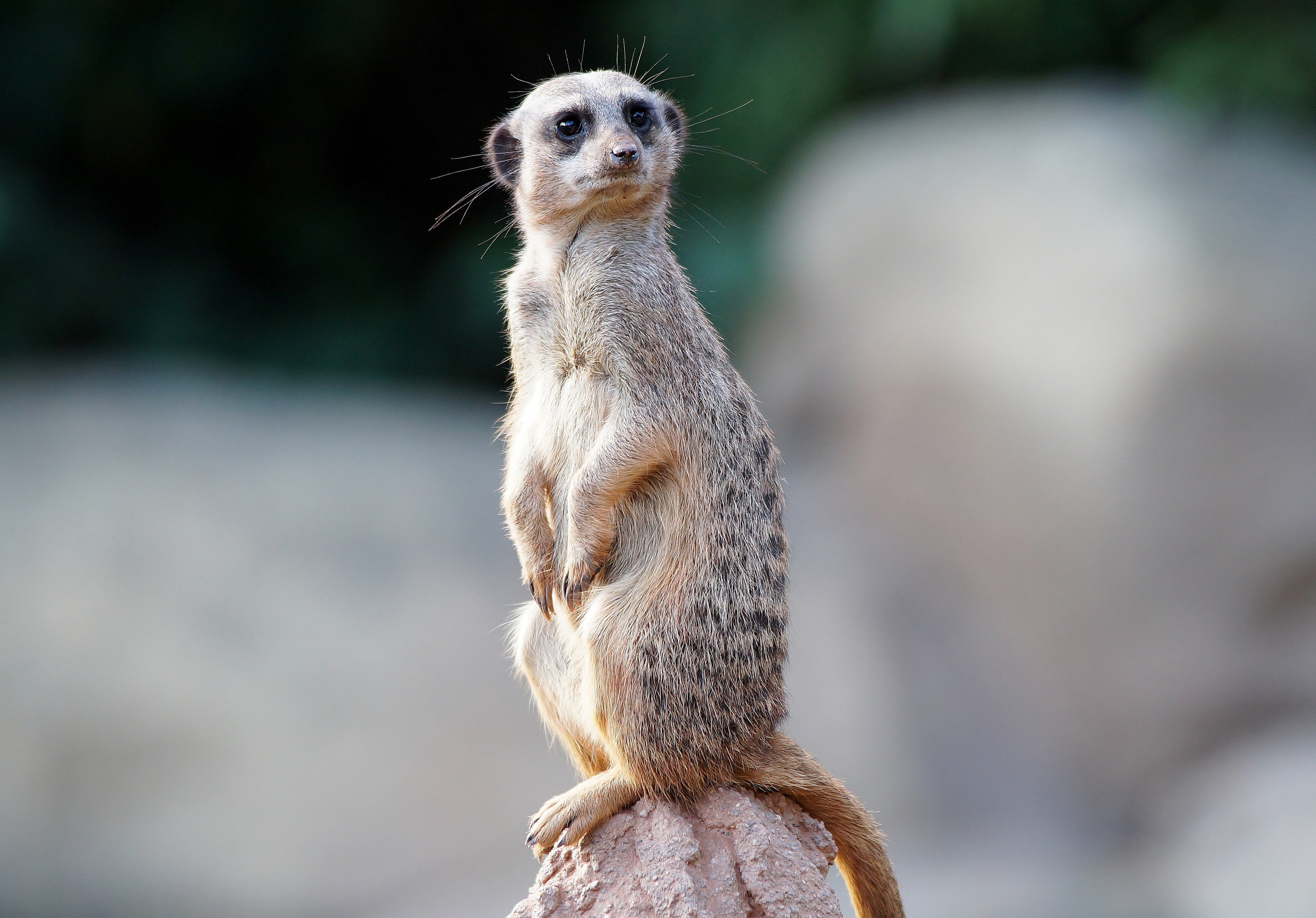 Fonds d'cran Animaux Suricates 