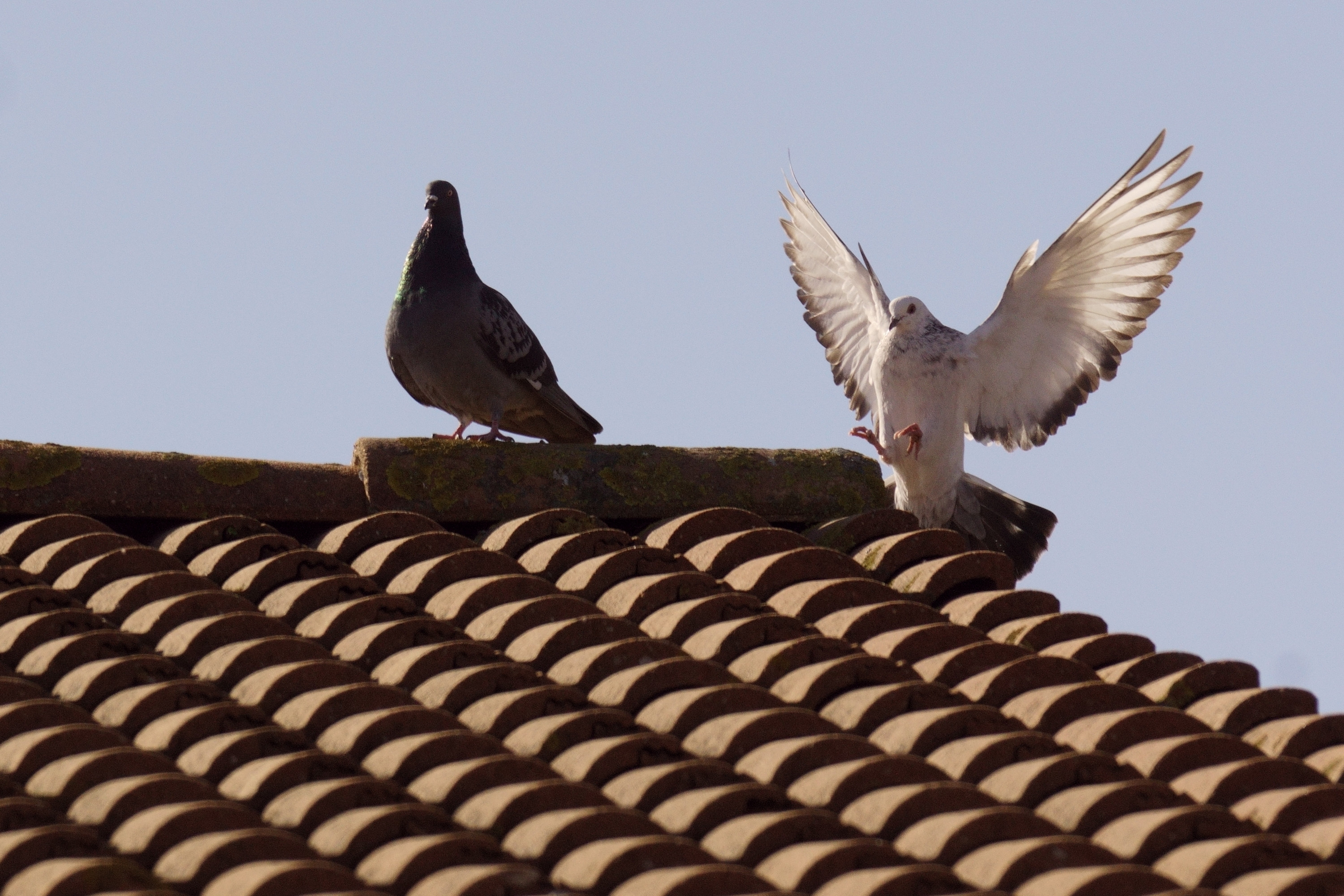 Fonds d'cran Animaux Oiseaux - Pigeons et Tourterelles les Pigeons e nos Cités