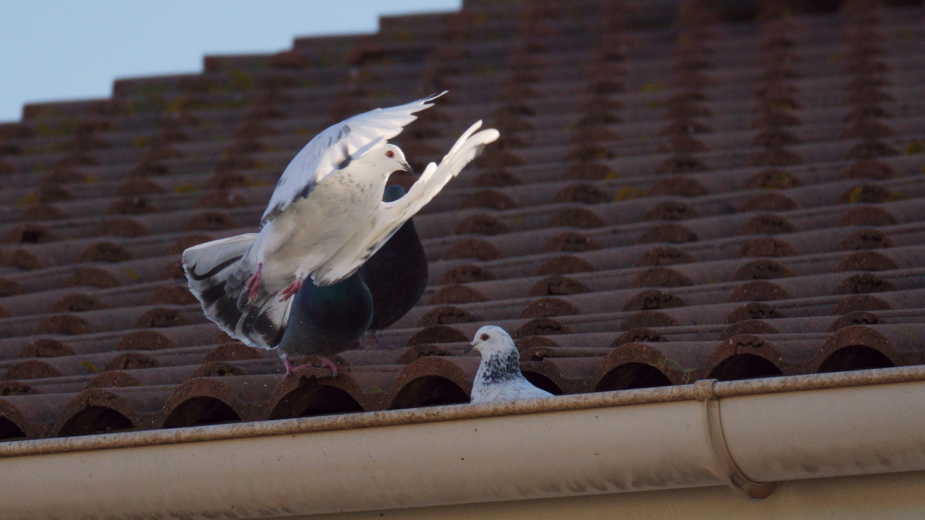 Fonds d'cran Animaux Oiseaux - Pigeons et Tourterelles les Pigeons e nos Cités