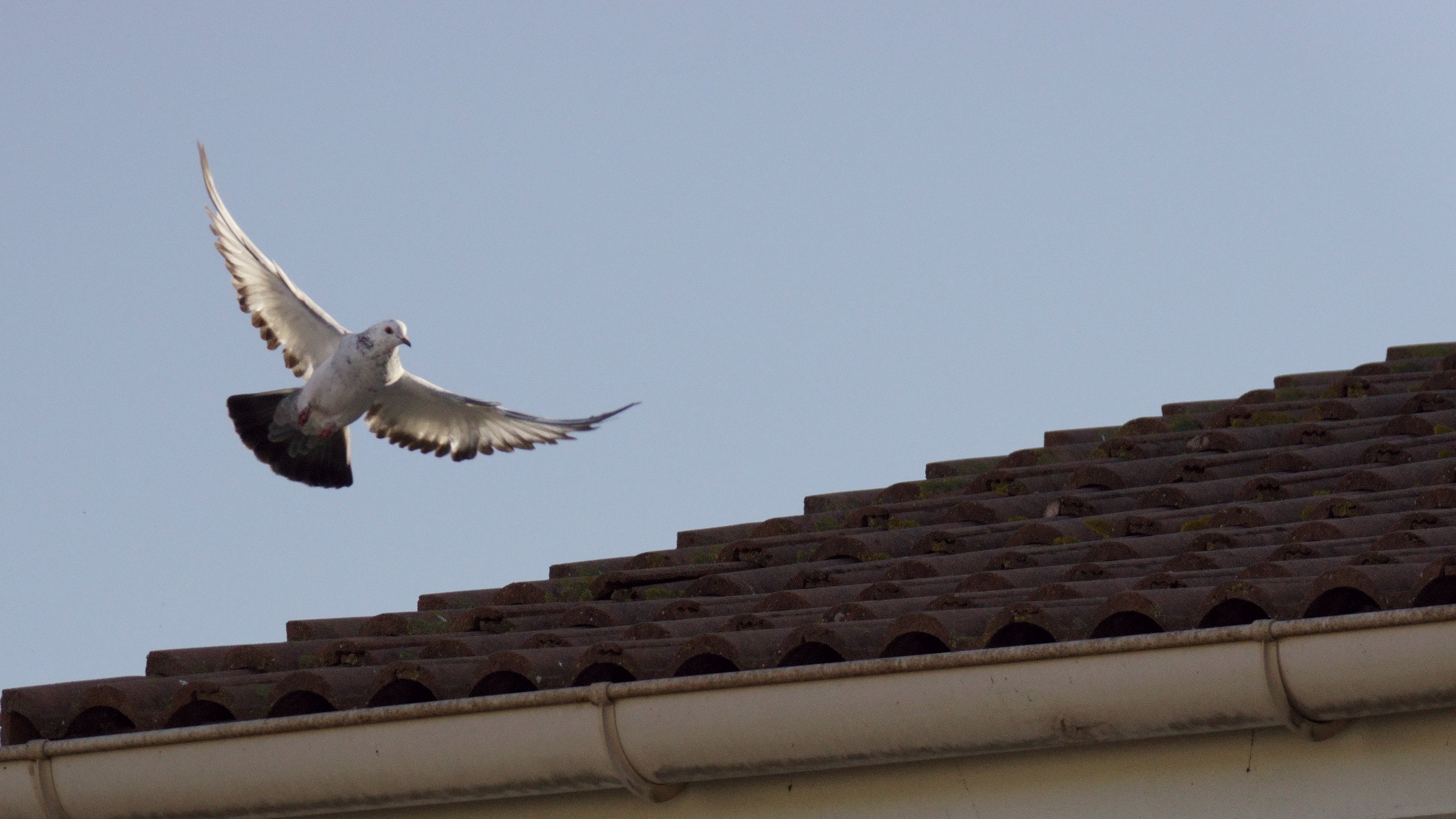 Wallpapers Animals Birds - Pigeons and Doves les Pigeons e nos Cités