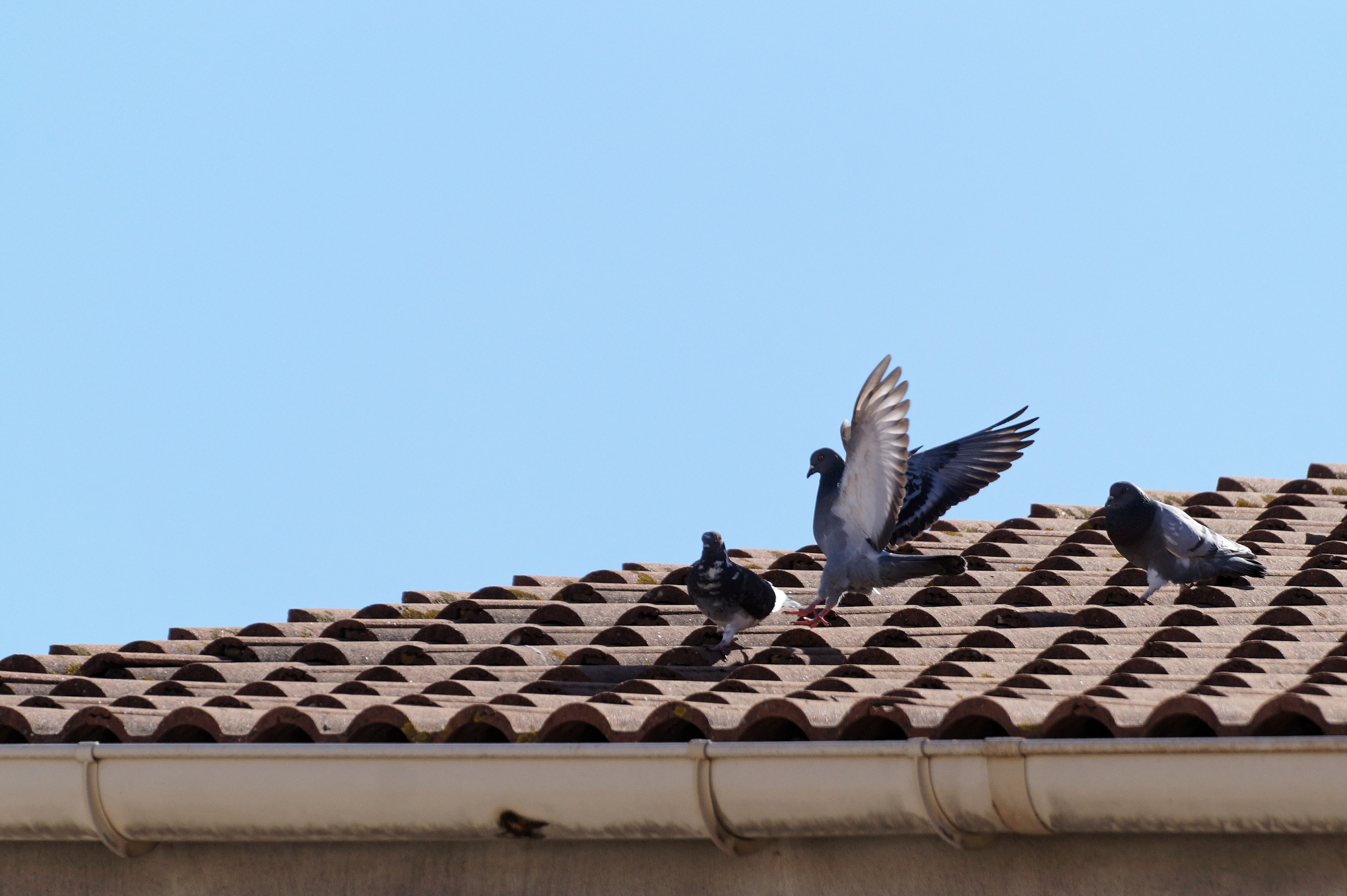 Wallpapers Animals Birds - Pigeons and Doves les Pigeons e nos Cités