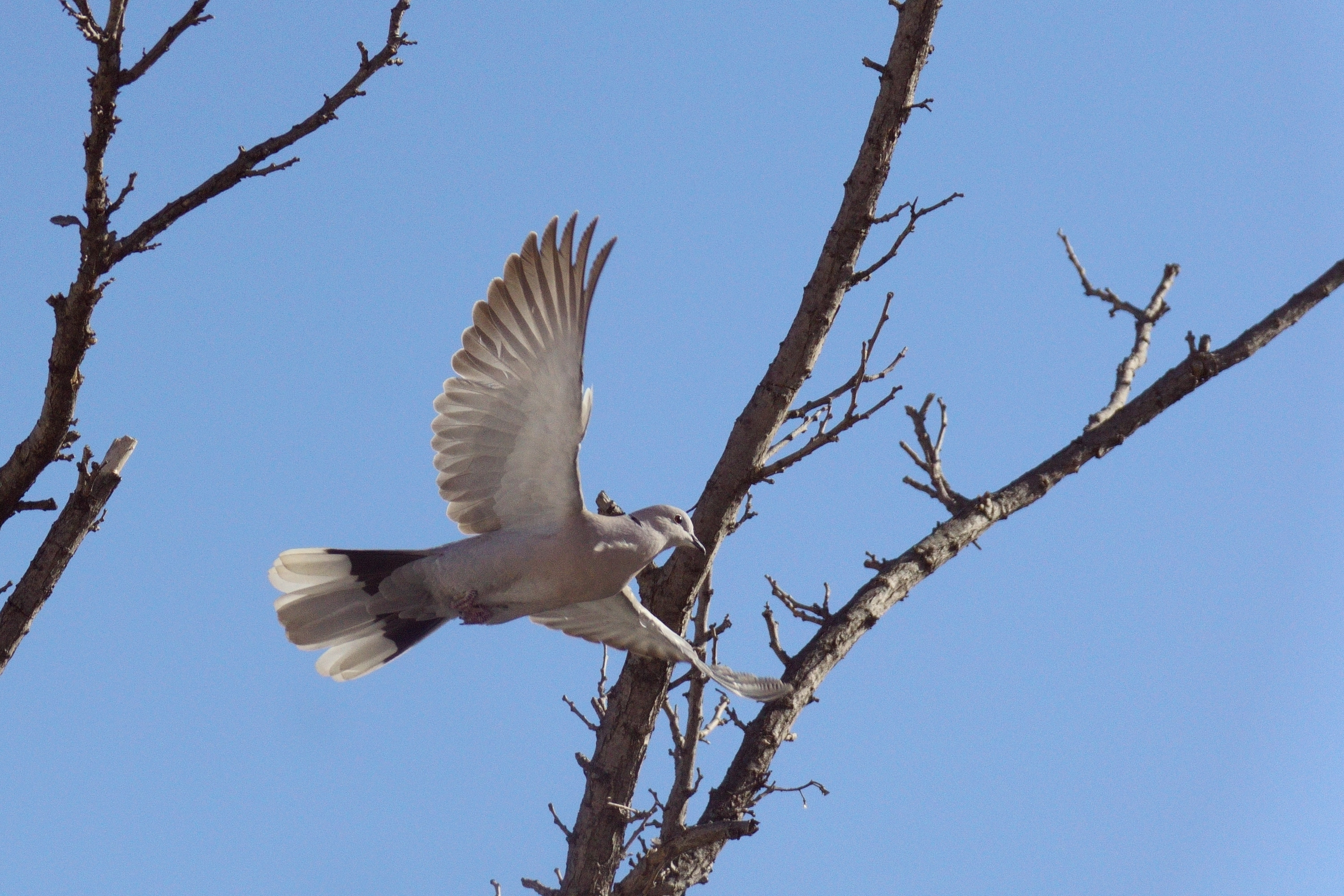 Fonds d'cran Animaux Oiseaux - Pigeons et Tourterelles les Pigeons e nos Cités