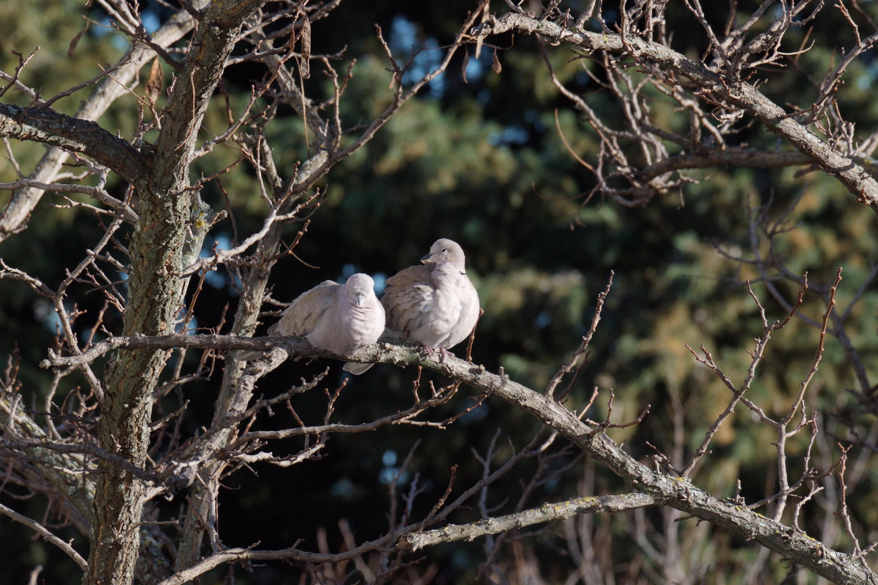 Fonds d'cran Animaux Oiseaux - Pigeons et Tourterelles les Pigeons e nos Cités