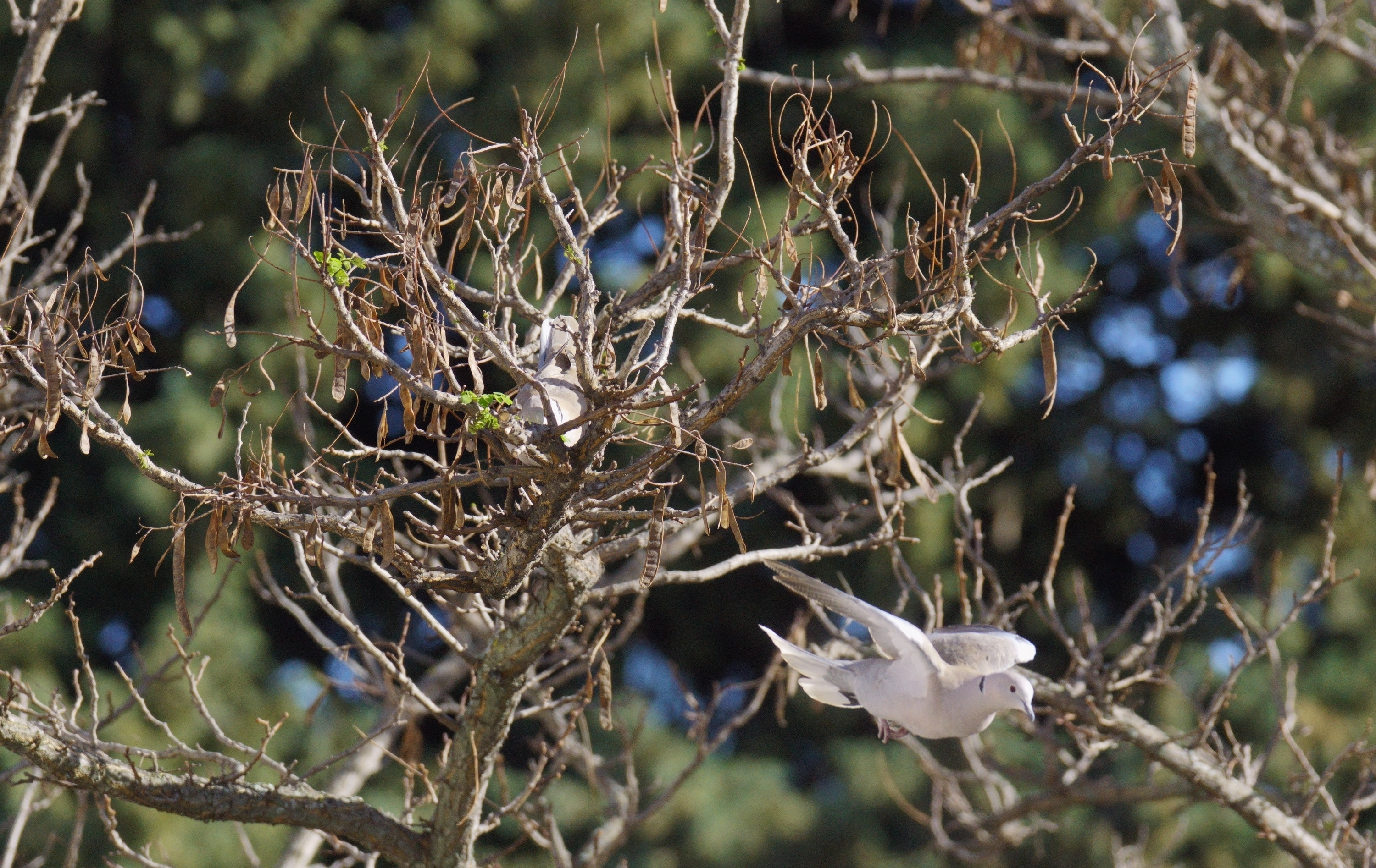 Fonds d'cran Animaux Oiseaux - Pigeons et Tourterelles les Pigeons e nos Cités