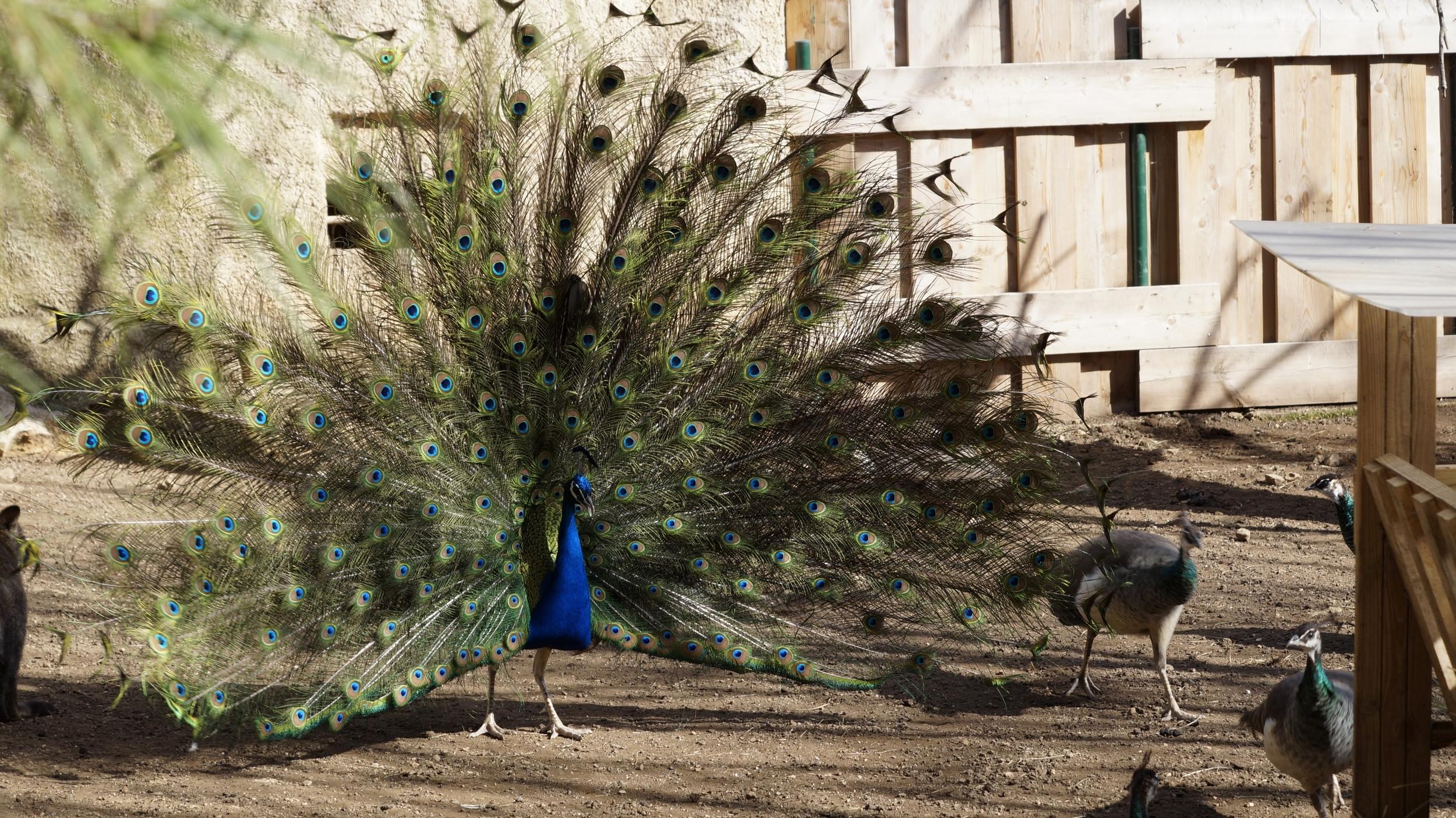 Wallpapers Animals Birds - Peacocks 