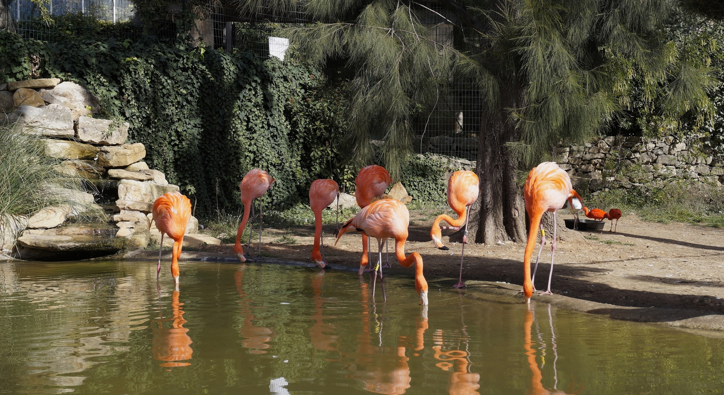 Fonds d'cran Animaux Oiseaux - Flamands roses 