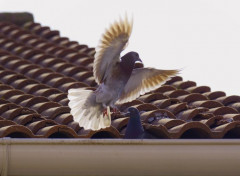  Animaux les Pigeons e nos Cités