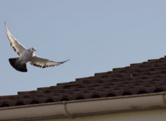  Animals les Pigeons e nos Cités