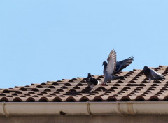  Animals les Pigeons e nos Cités